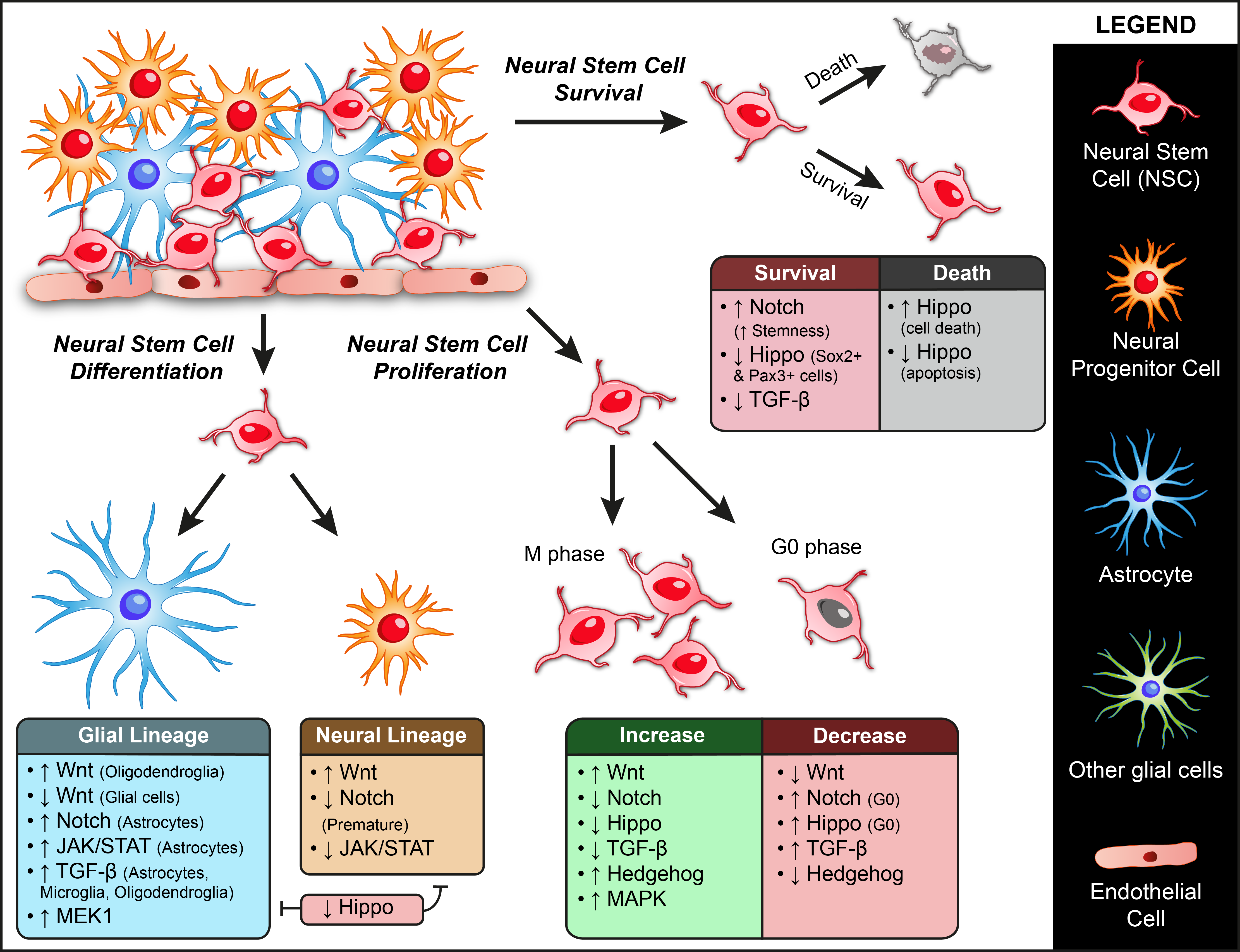 Biomolecules 11 00667 g002