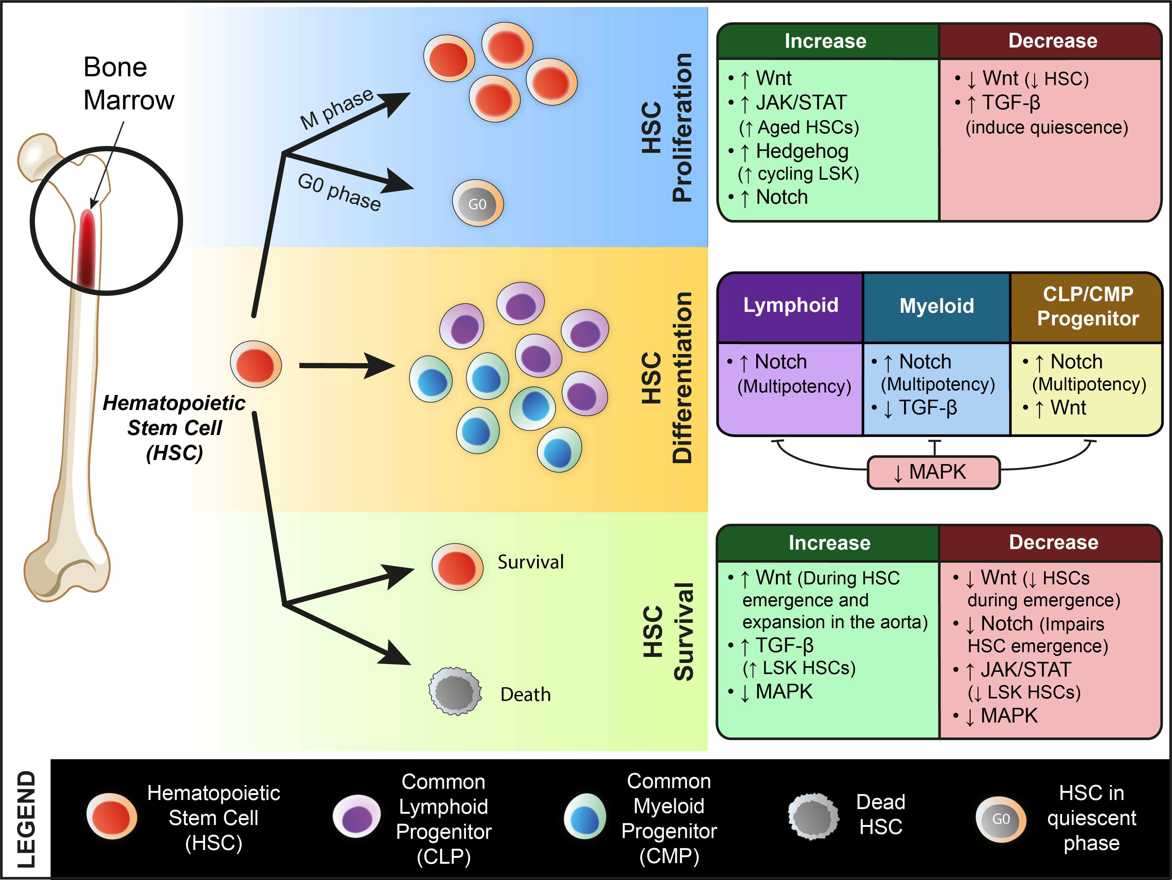 Biomolecules 11 00667 g003