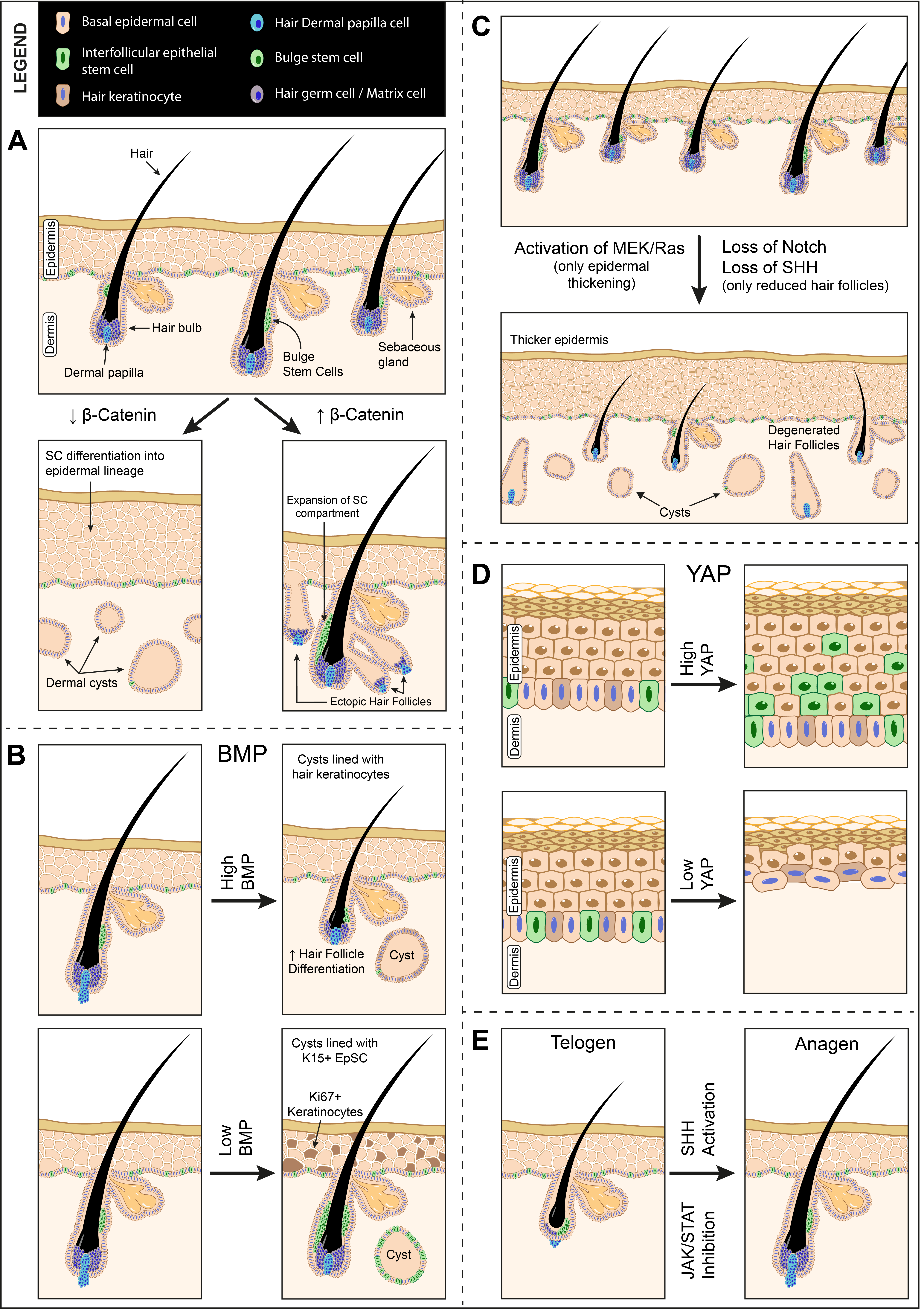 Biomolecules 11 00667 g004