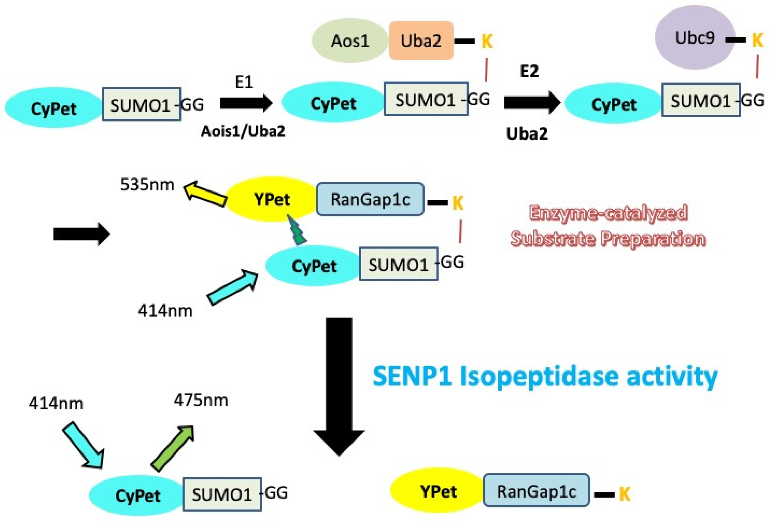 Biomolecules 11 00673 g001 Biomolecules 11 00673 g001