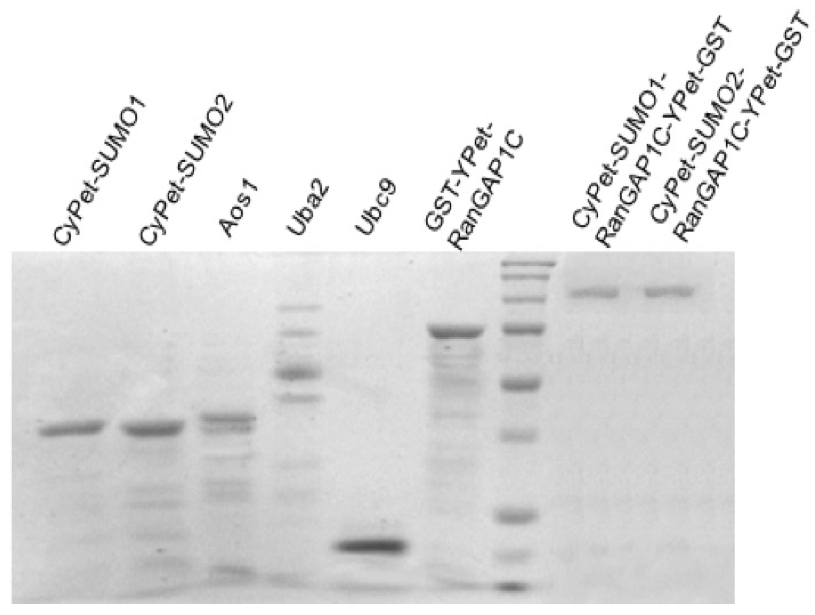 Biomolecules 11 00673 g003 Biomolecules 11 00673 g003