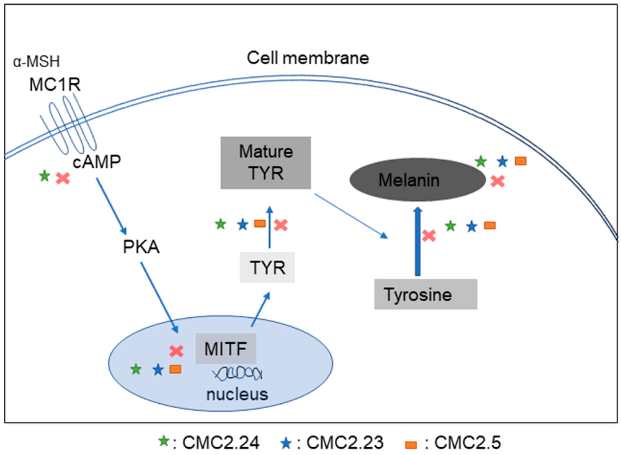 Biomolecules 11 00674 g010 Biomolecules 11 00674 g010