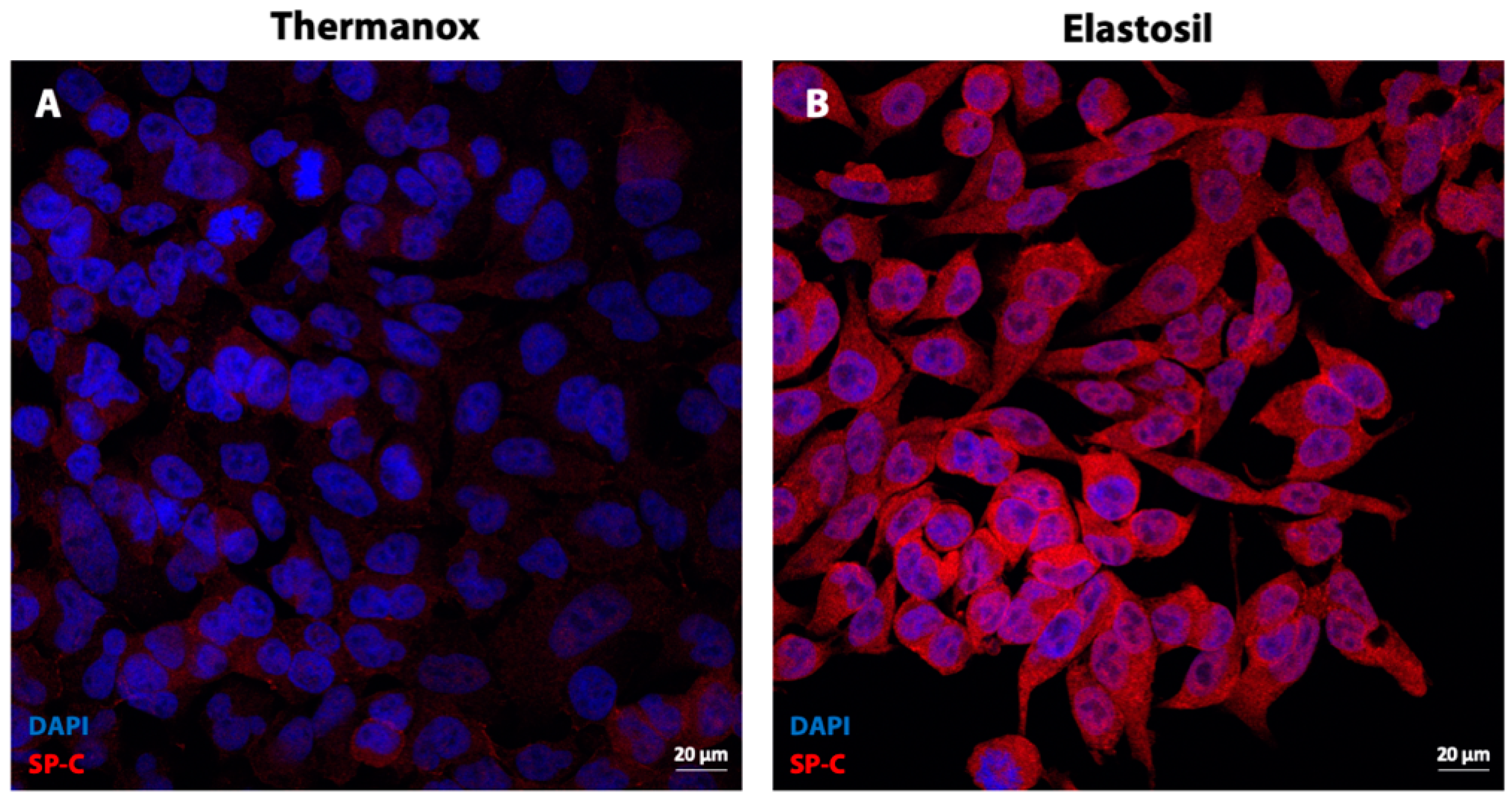Biomolecules 11 00675 g007 Biomolecules 11 00675 g007