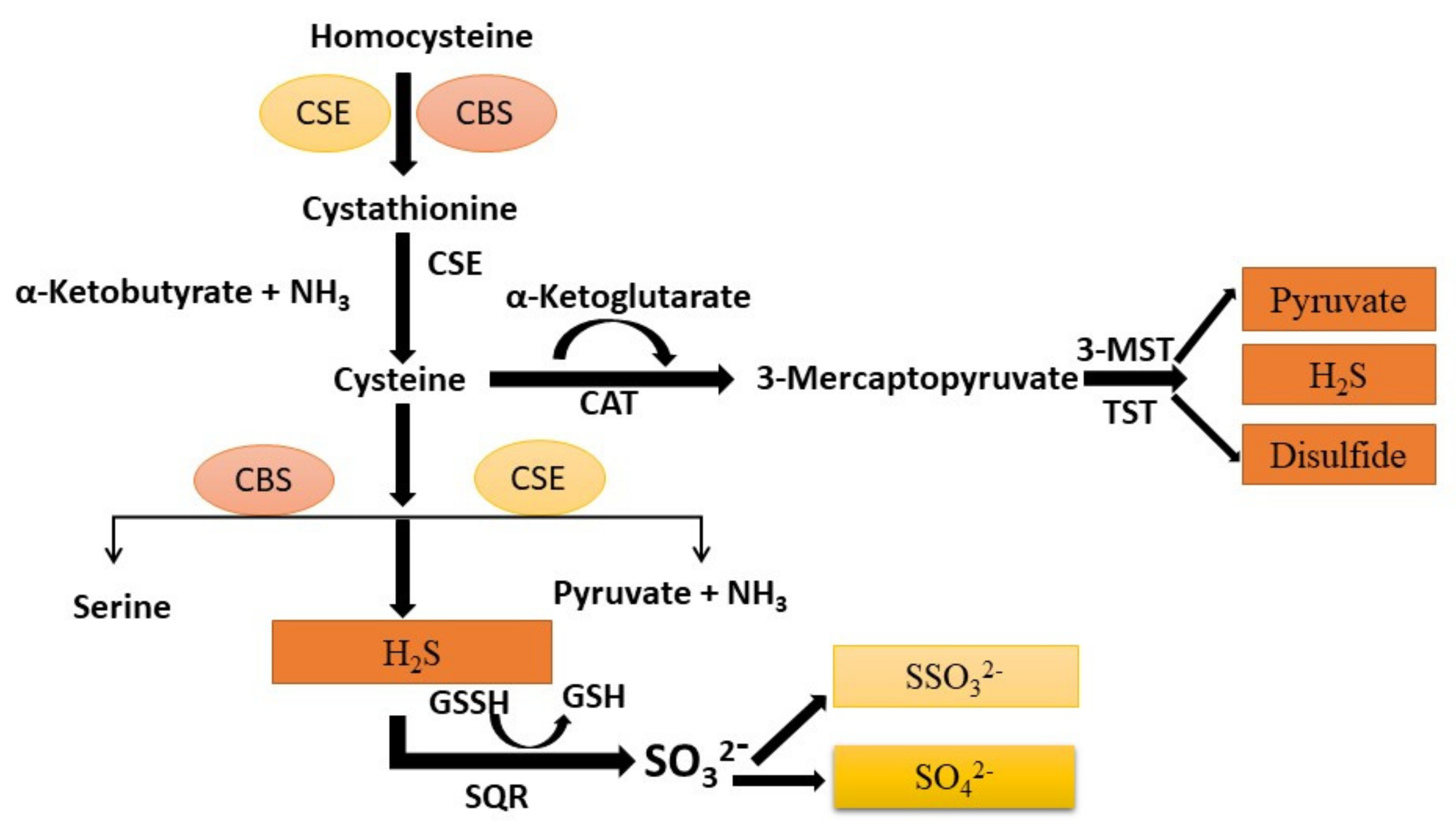Biomolecules 11 00682 g002 Biomolecules 11 00682 g002