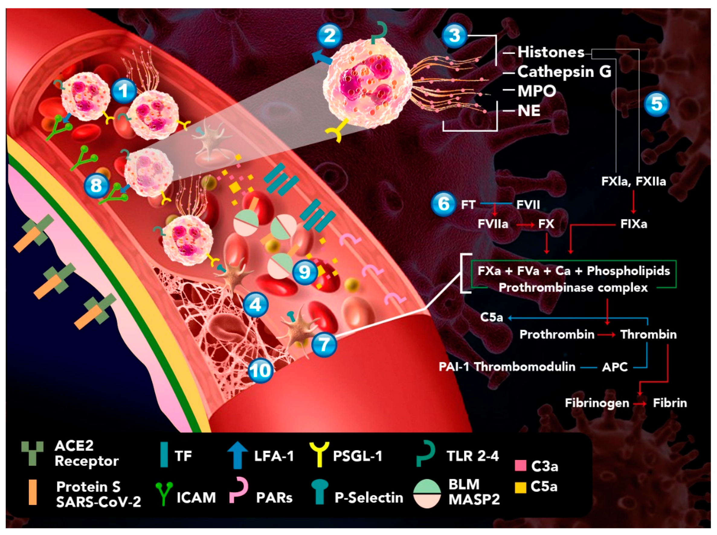 Biomolecules 11 00694 g001 Biomolecules 11 00694 g001