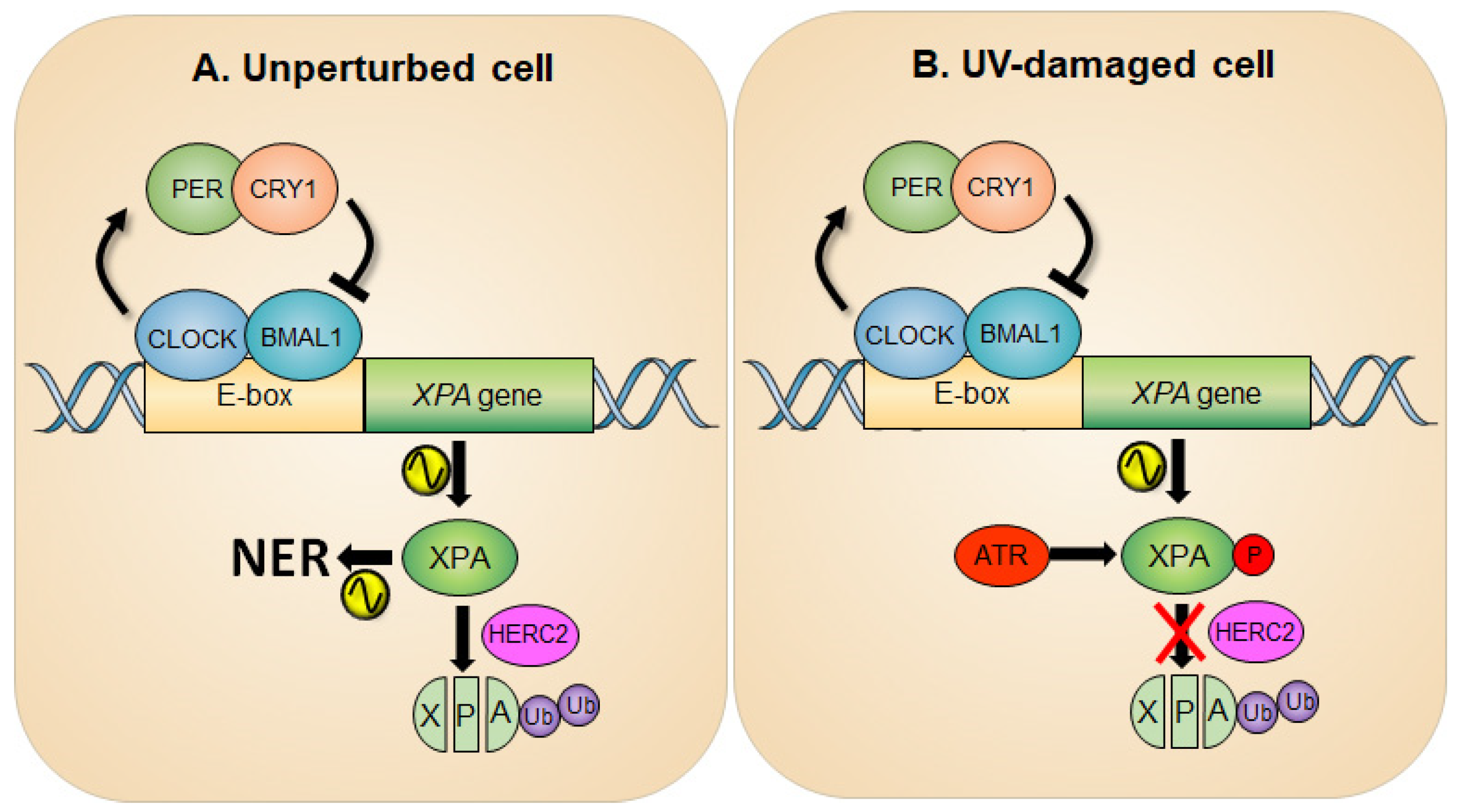 Biomolecules 11 00715 g001