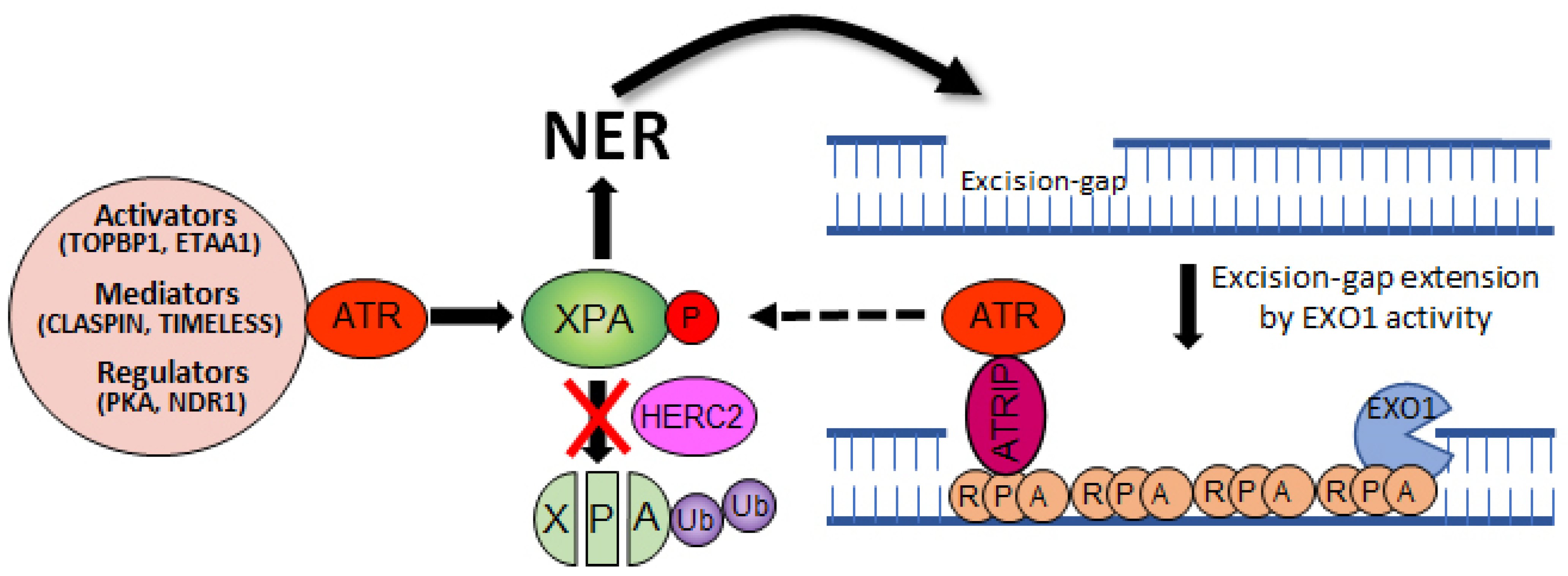 Biomolecules 11 00715 g003