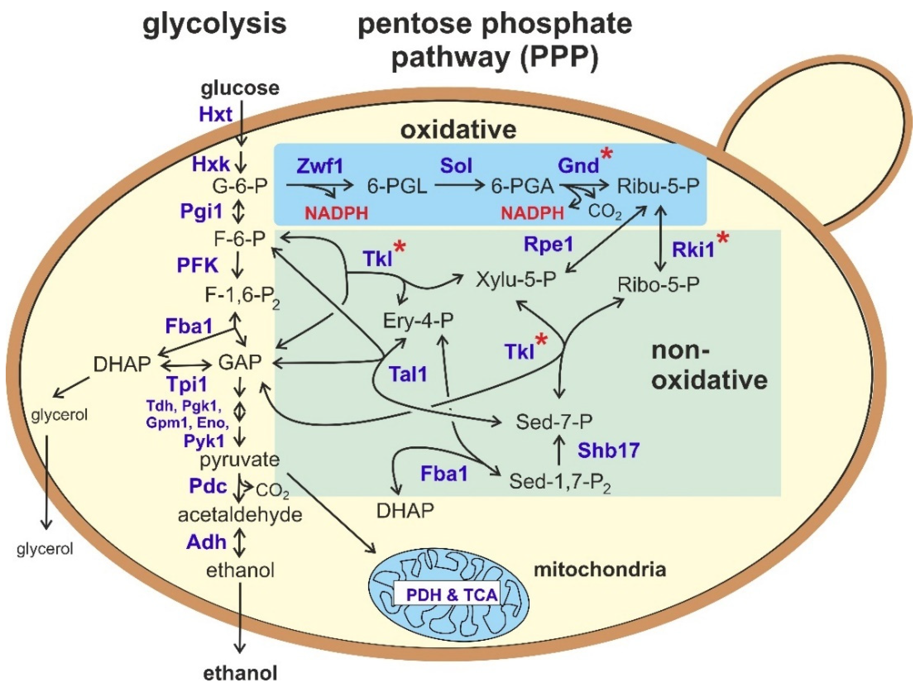 Biomolecules 11 00725 g001