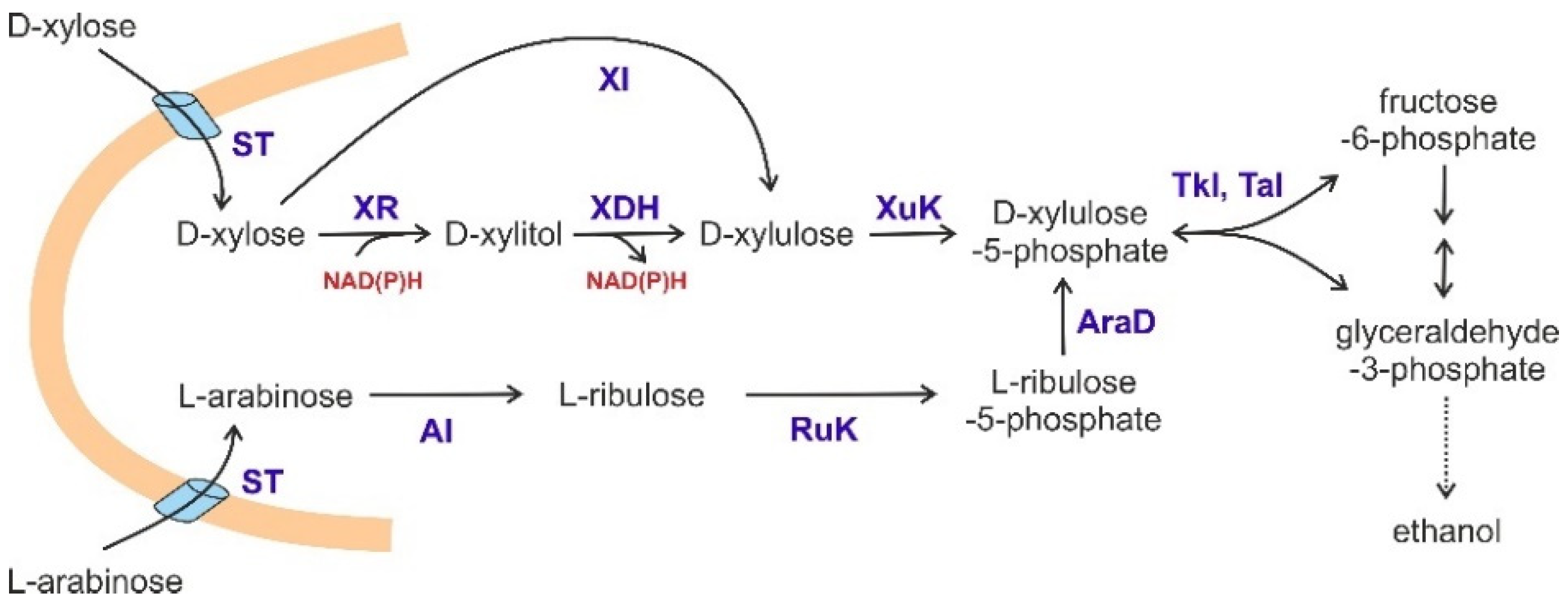 Biomolecules 11 00725 g003
