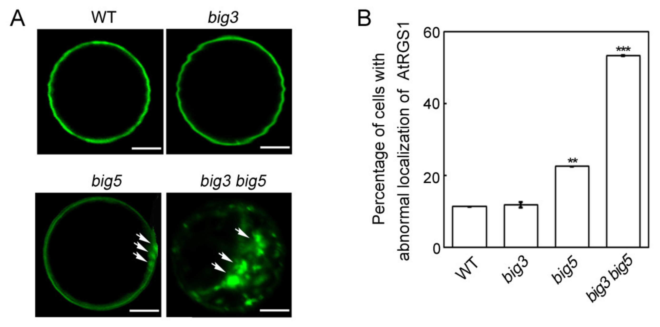 Biomolecules 11 00732 g005