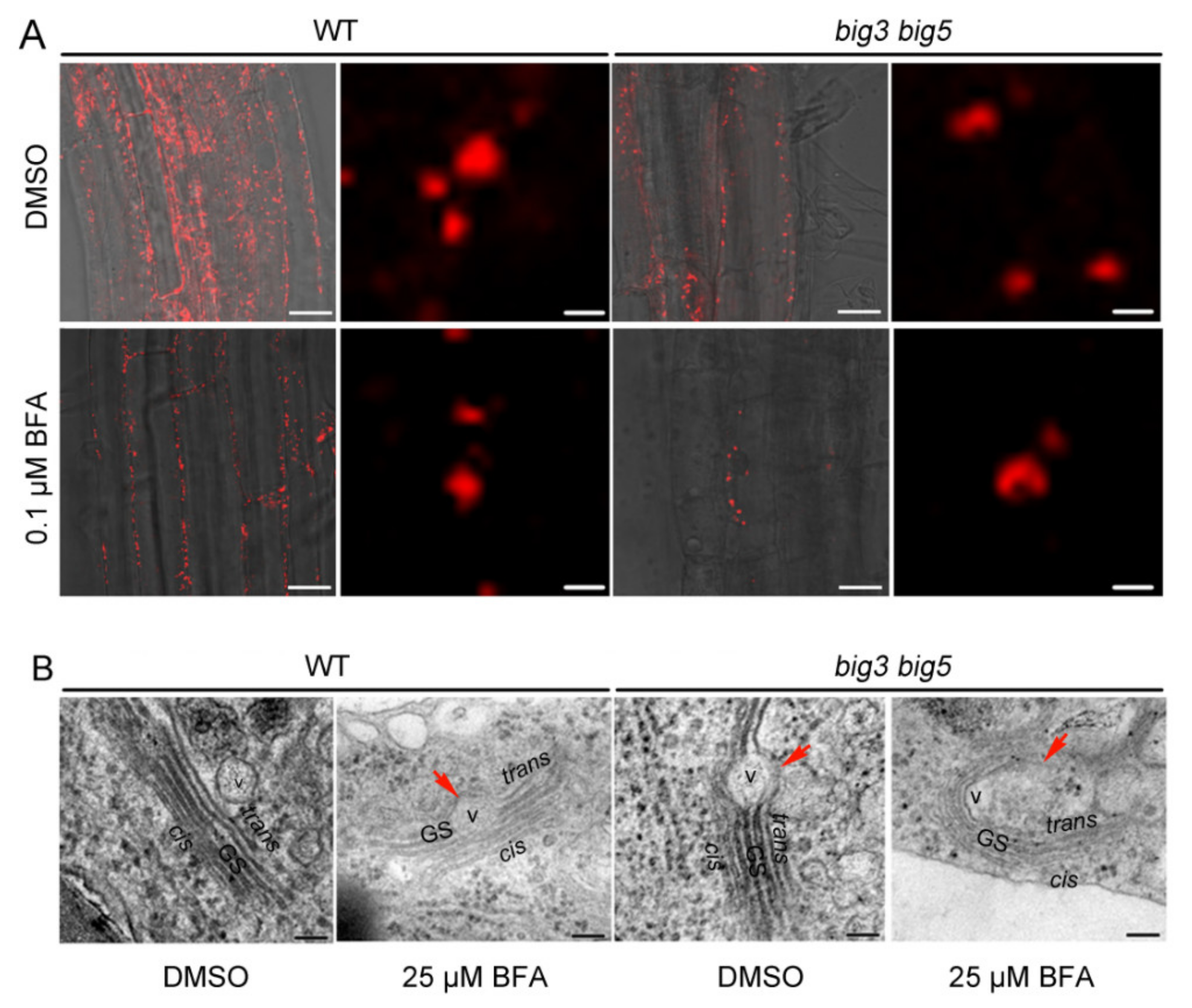 Biomolecules 11 00732 g006