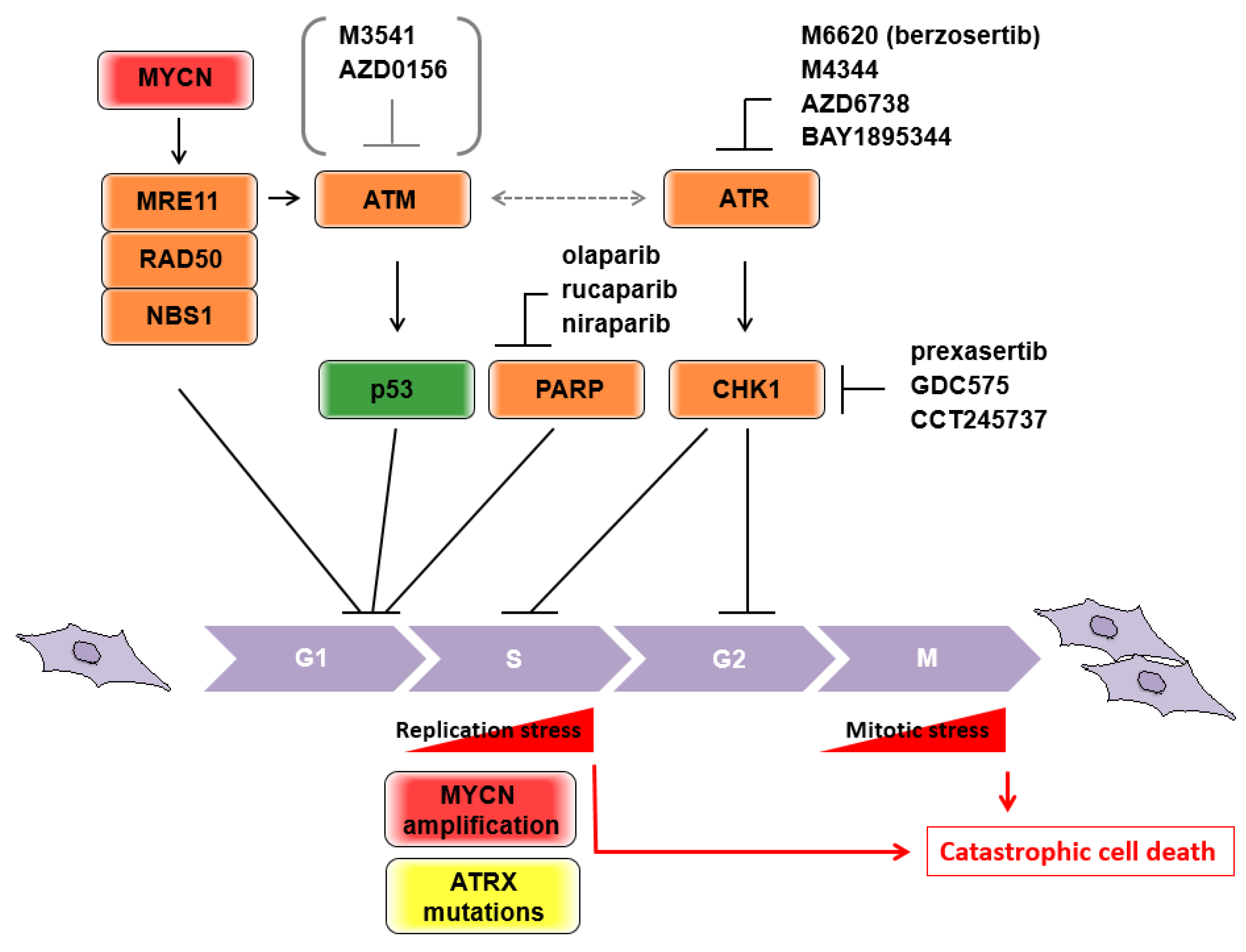 Biomolecules 11 00750 g002