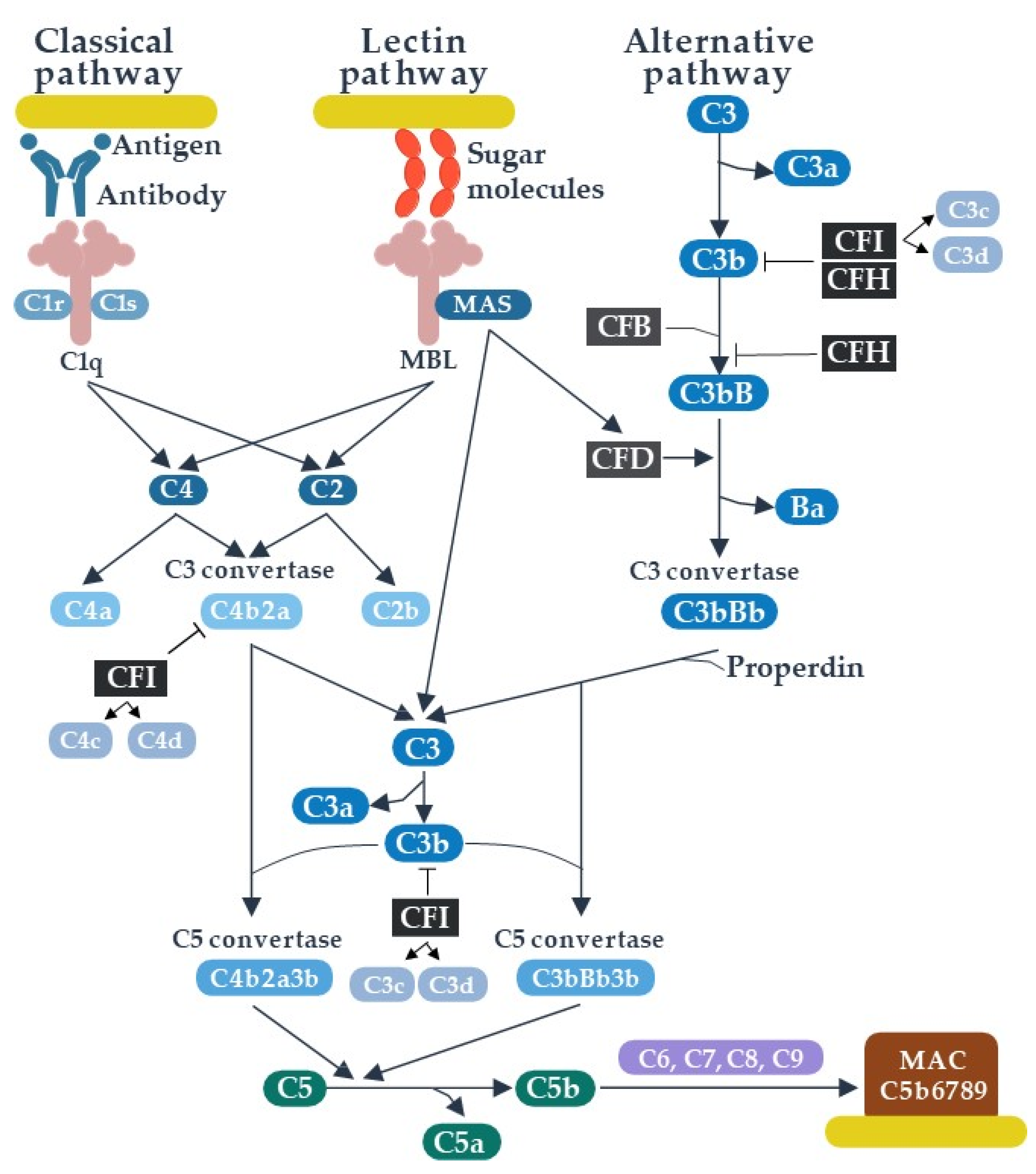 Biomolecules 11 00773 g001 Biomolecules 11 00773 g001