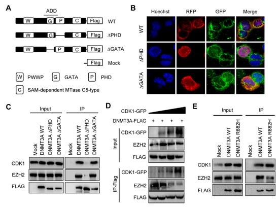 Biomolecules 11 00781 g002