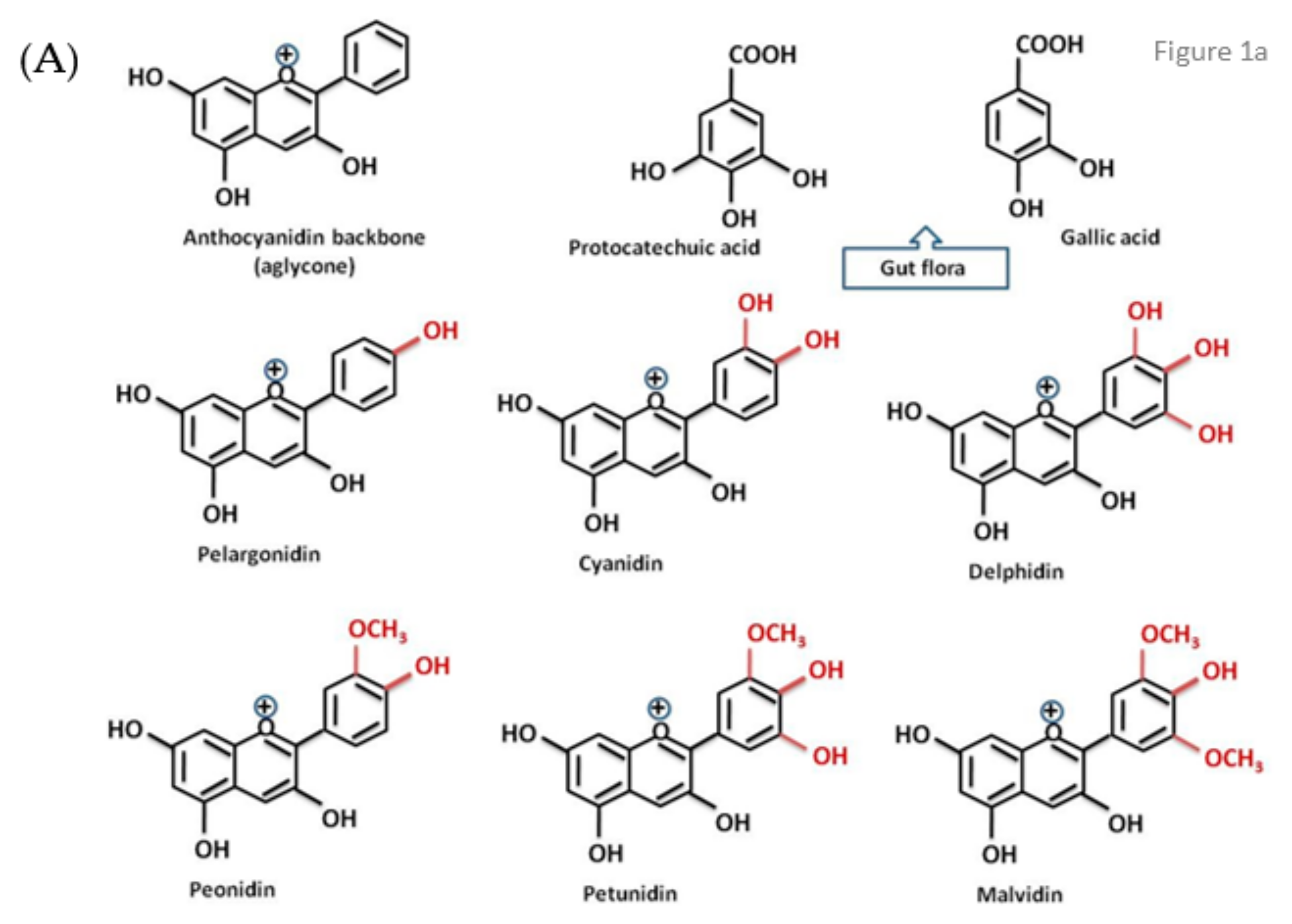 Biomolecules 11 00811 g001a