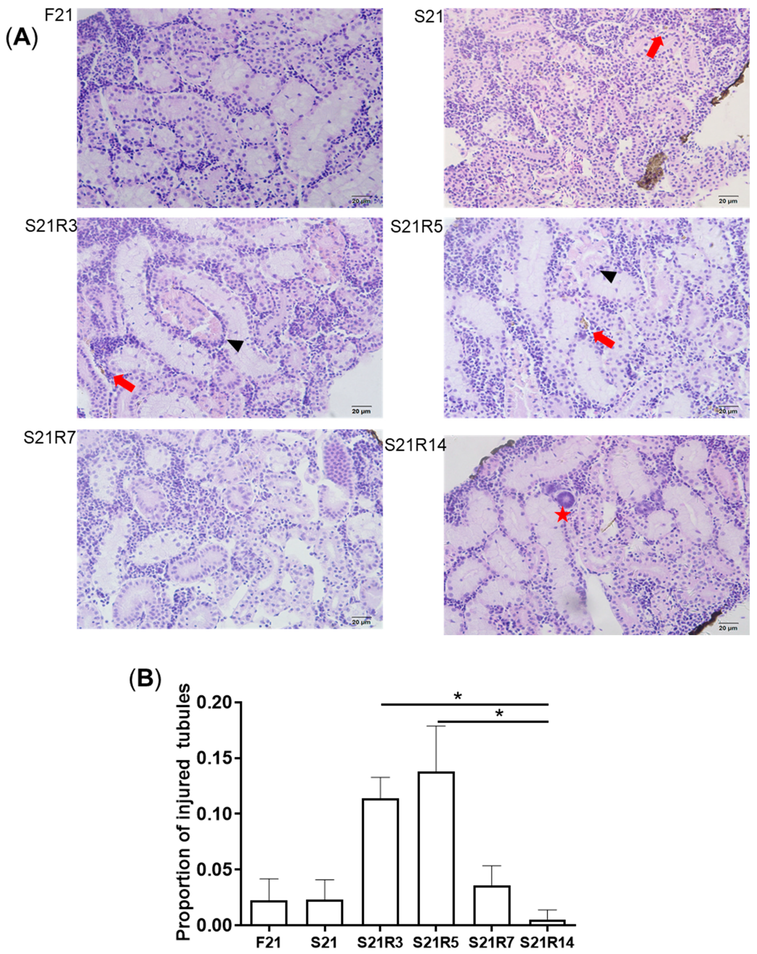 Biomolecules 11 00825 g002a Biomolecules 11 00825 g002a