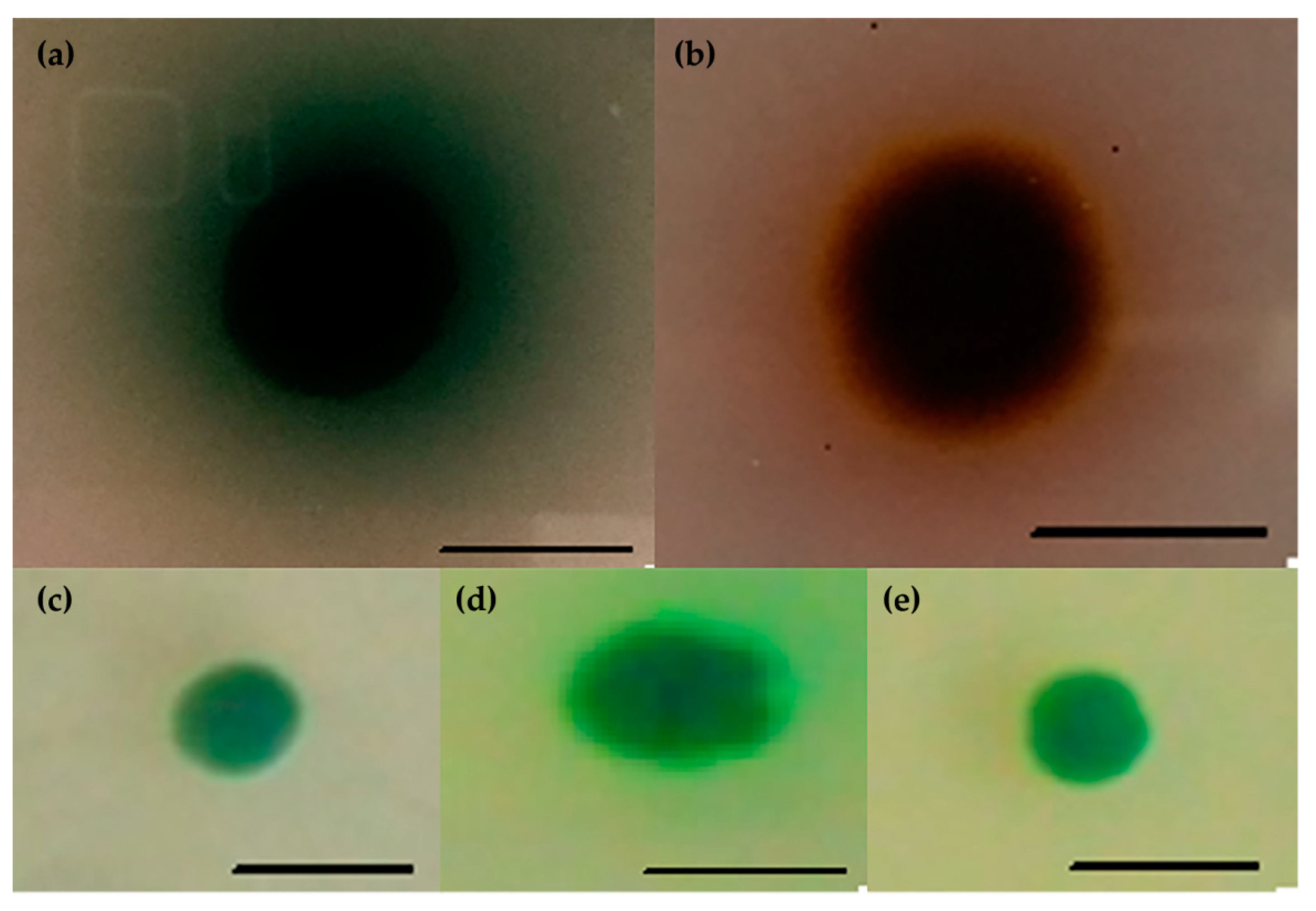 Biomolecules 11 00828 g002 Biomolecules 11 00828 g002
