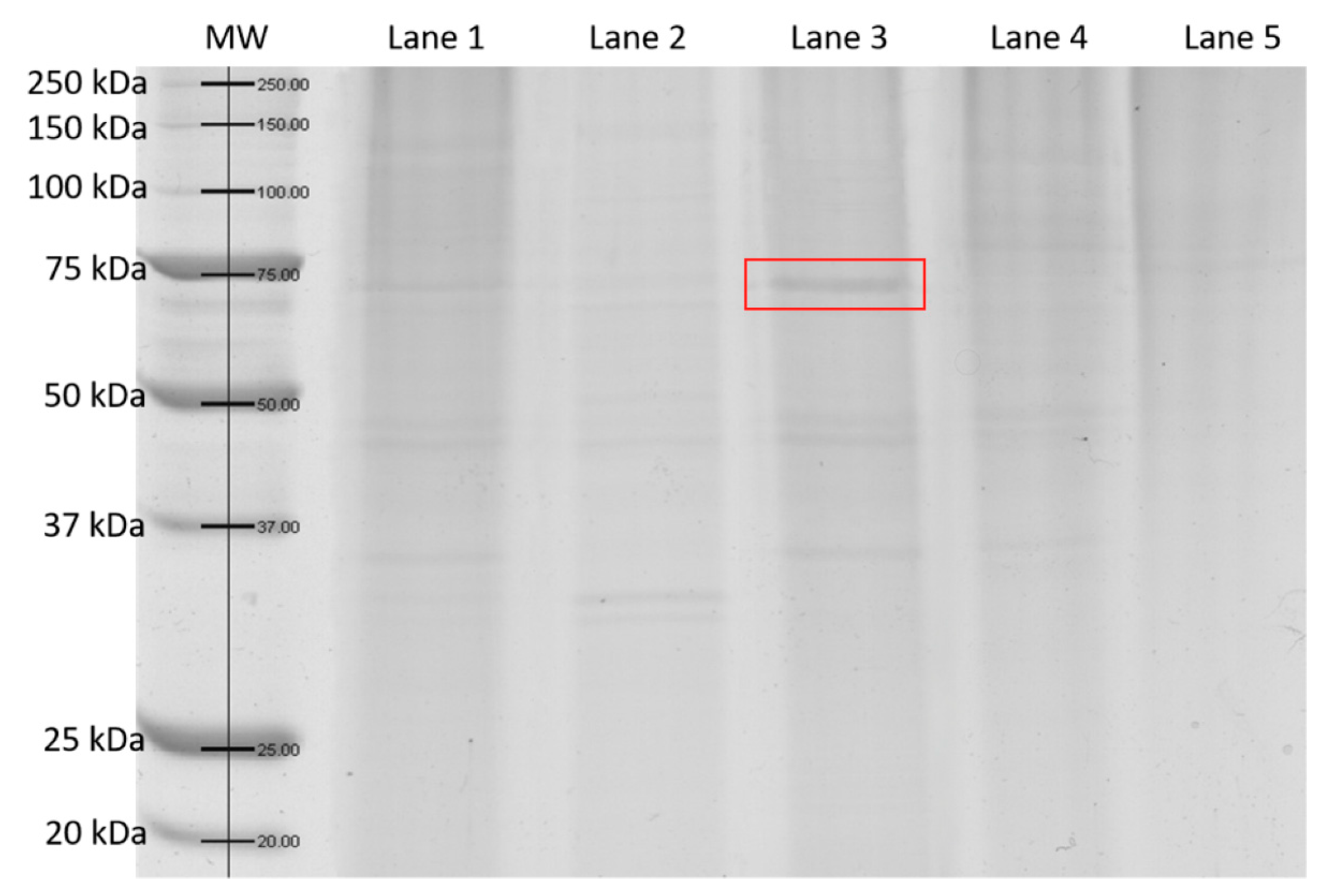 Biomolecules 11 00828 g009 Biomolecules 11 00828 g009