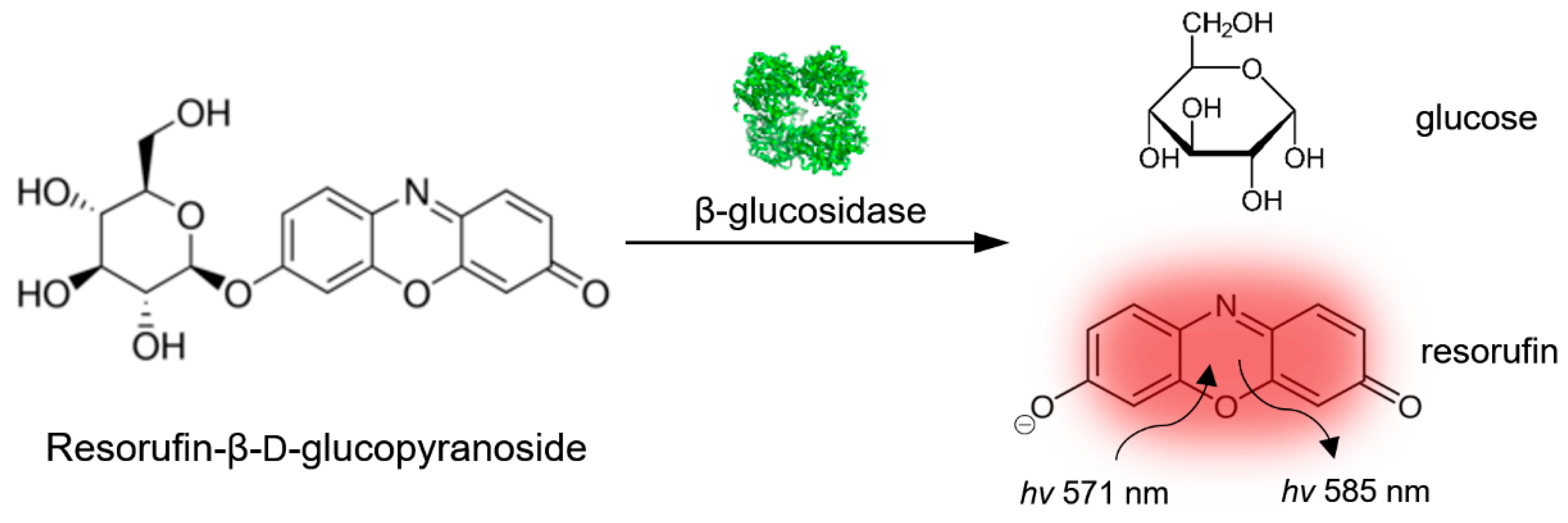 Biomolecules 11 00841 g003 Biomolecules 11 00841 g003