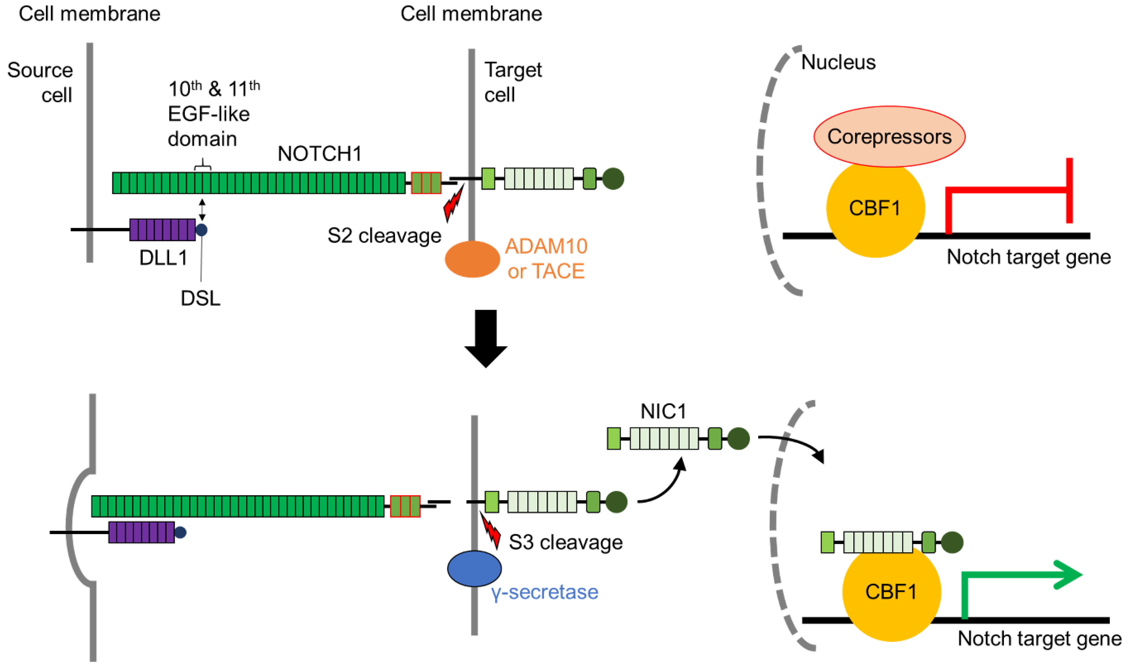 Biomolecules 11 00849 g002