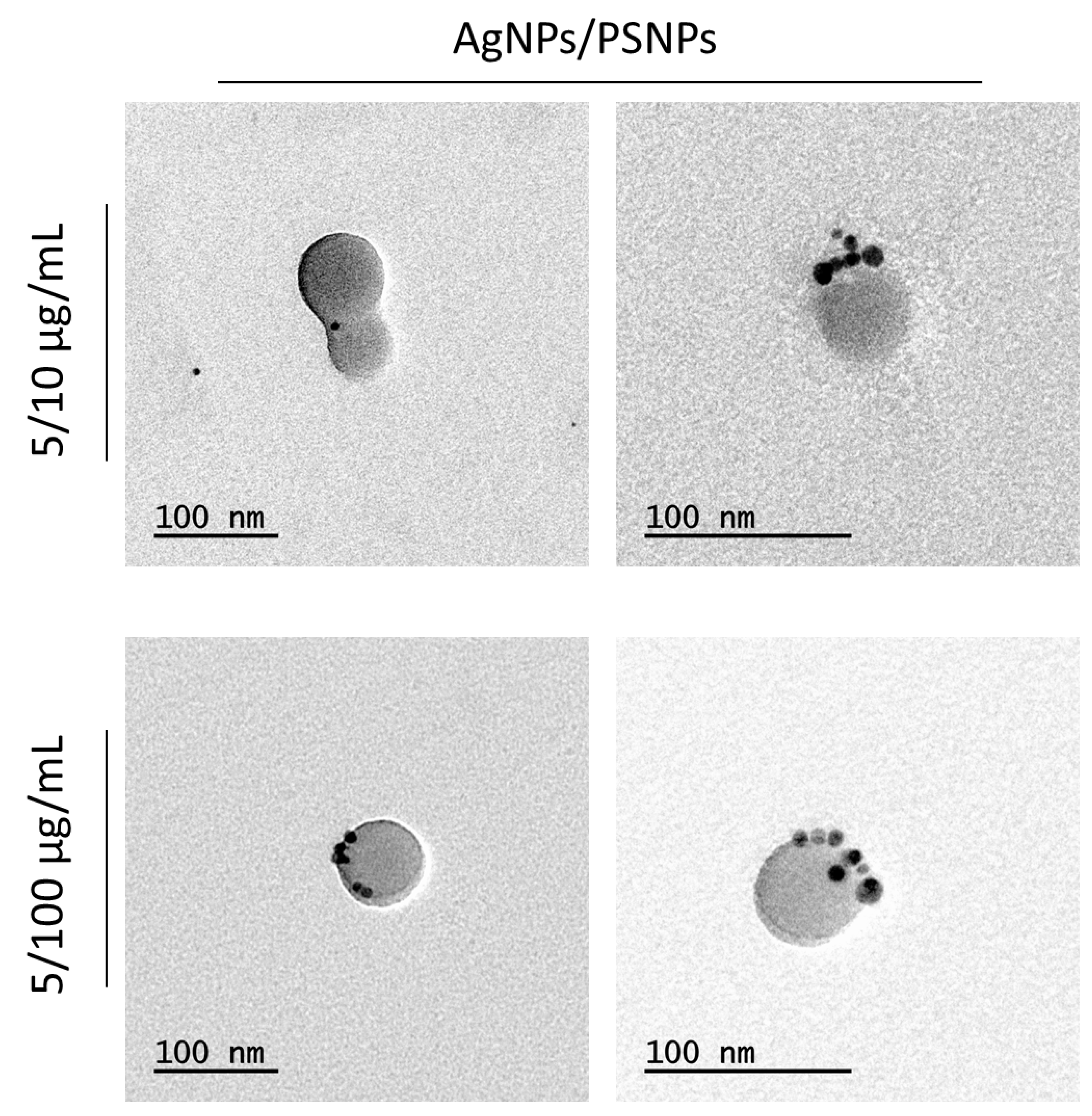Biomolecules 11 00859 g002 Biomolecules 11 00859 g002