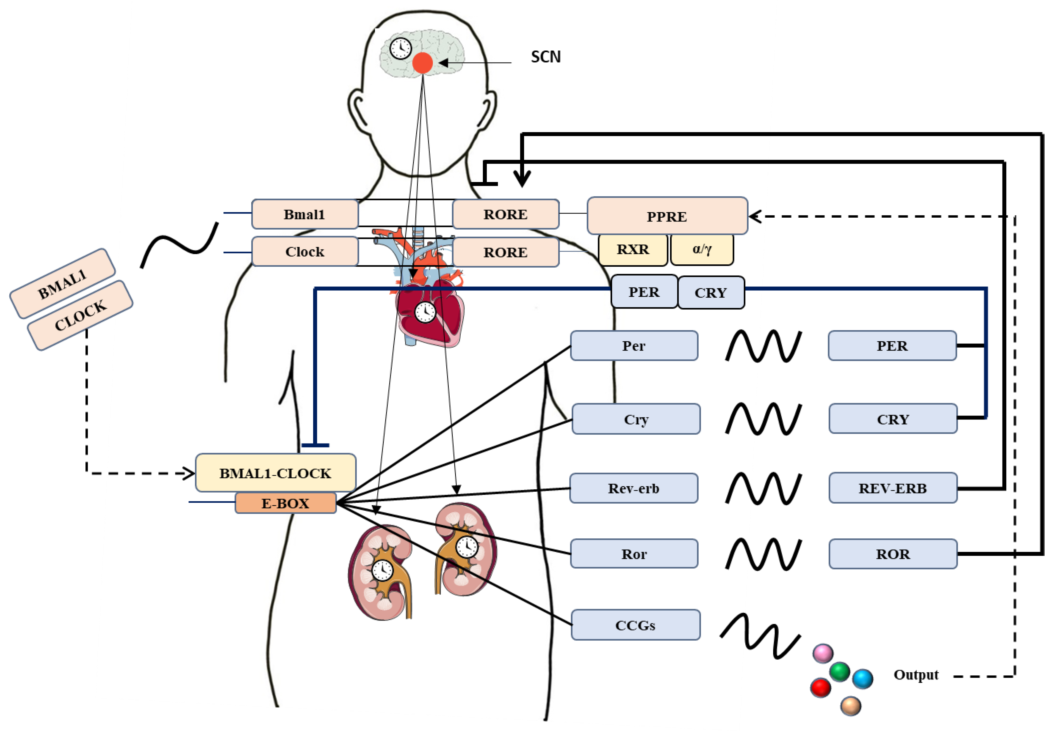 Biomolecules 11 00868 g001