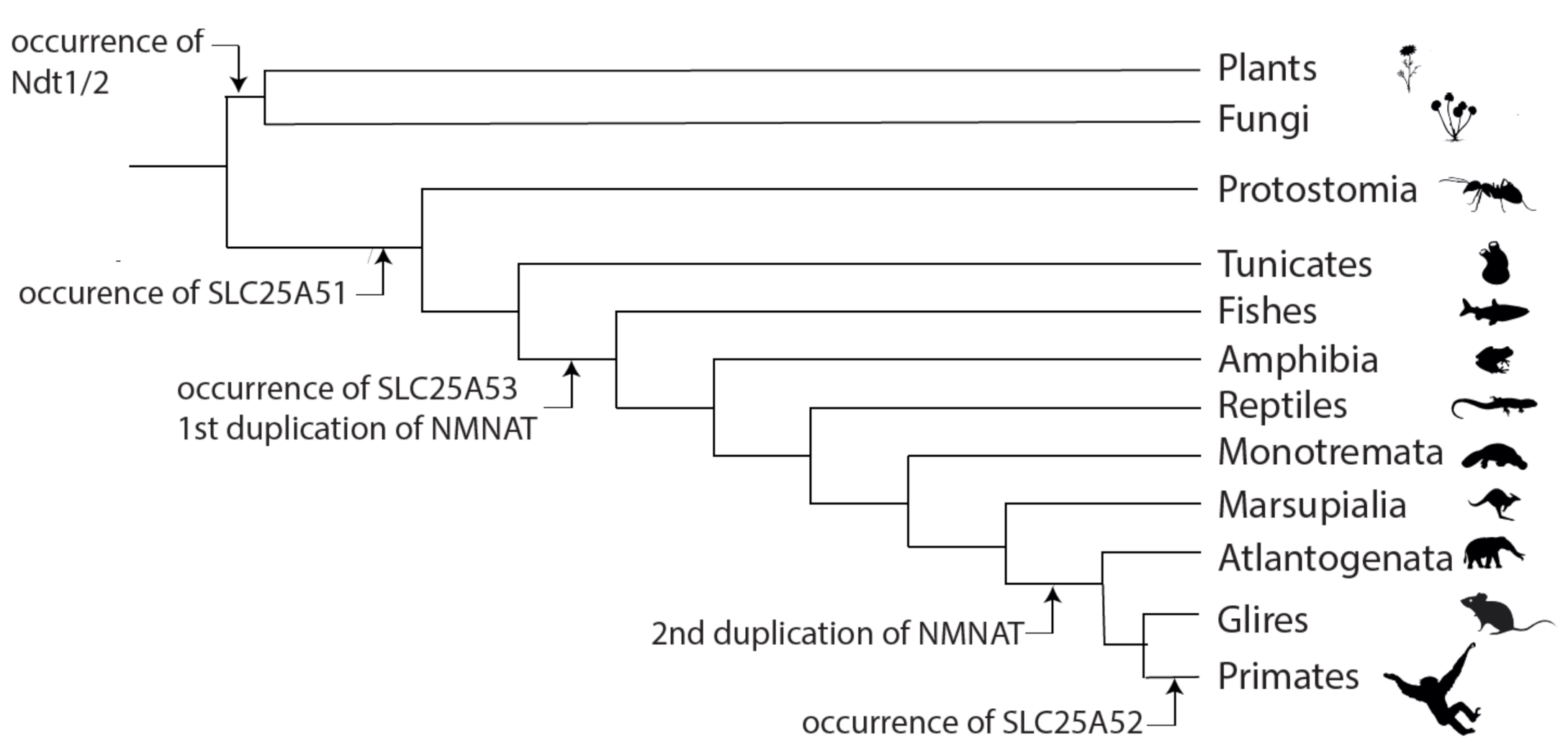 Biomolecules 11 00880 g005