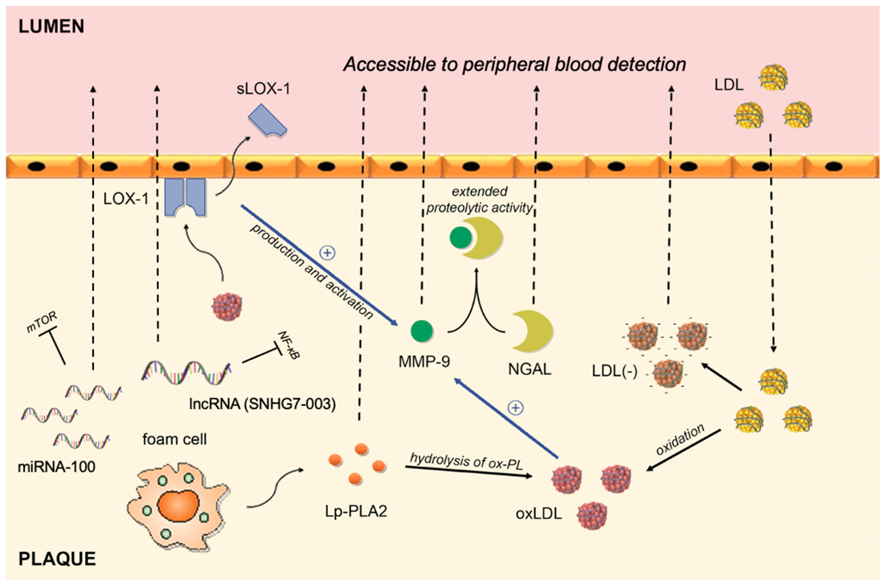 Biomolecules 11 00881 g001