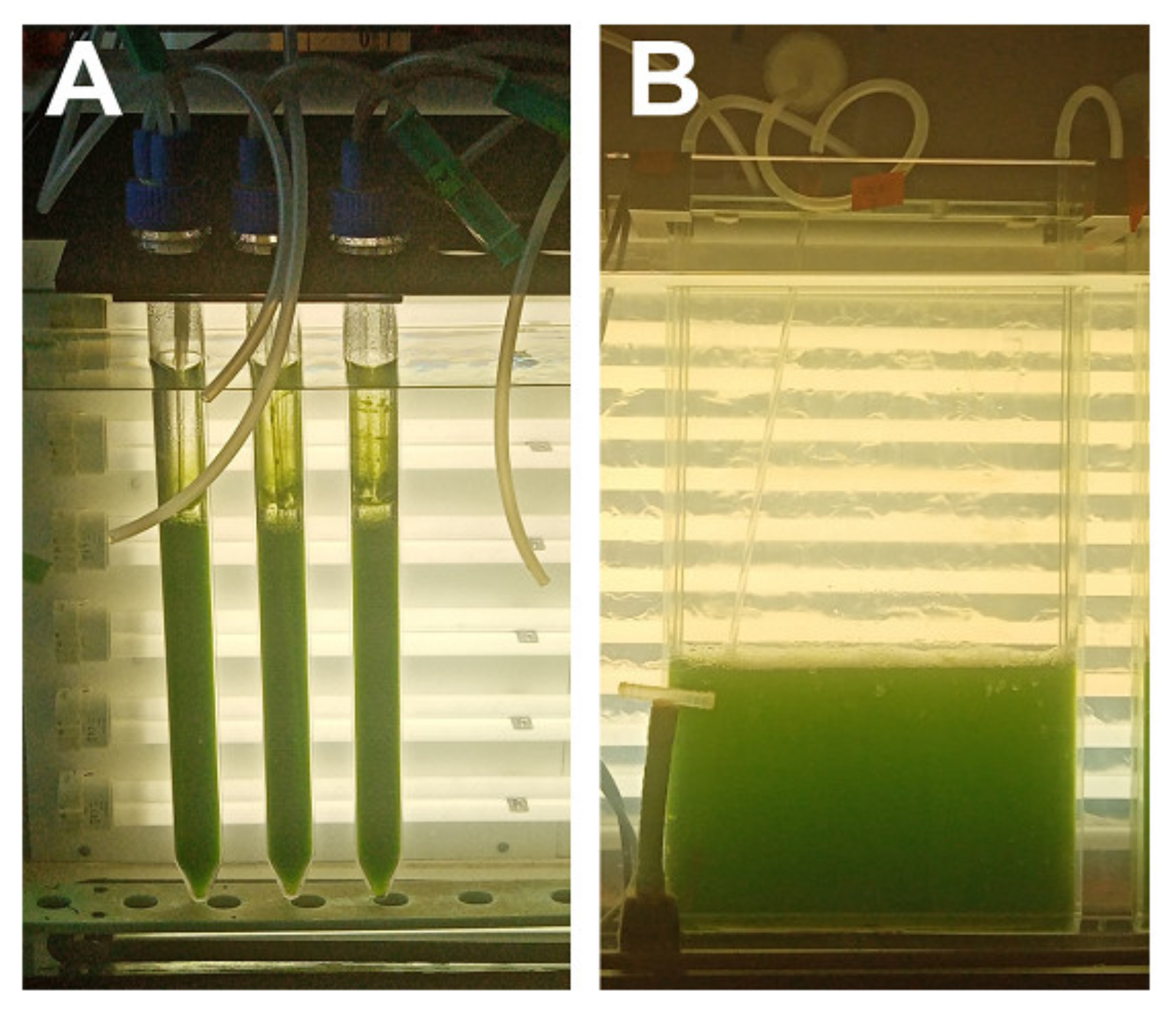 Biomolecules 11 00891 g001