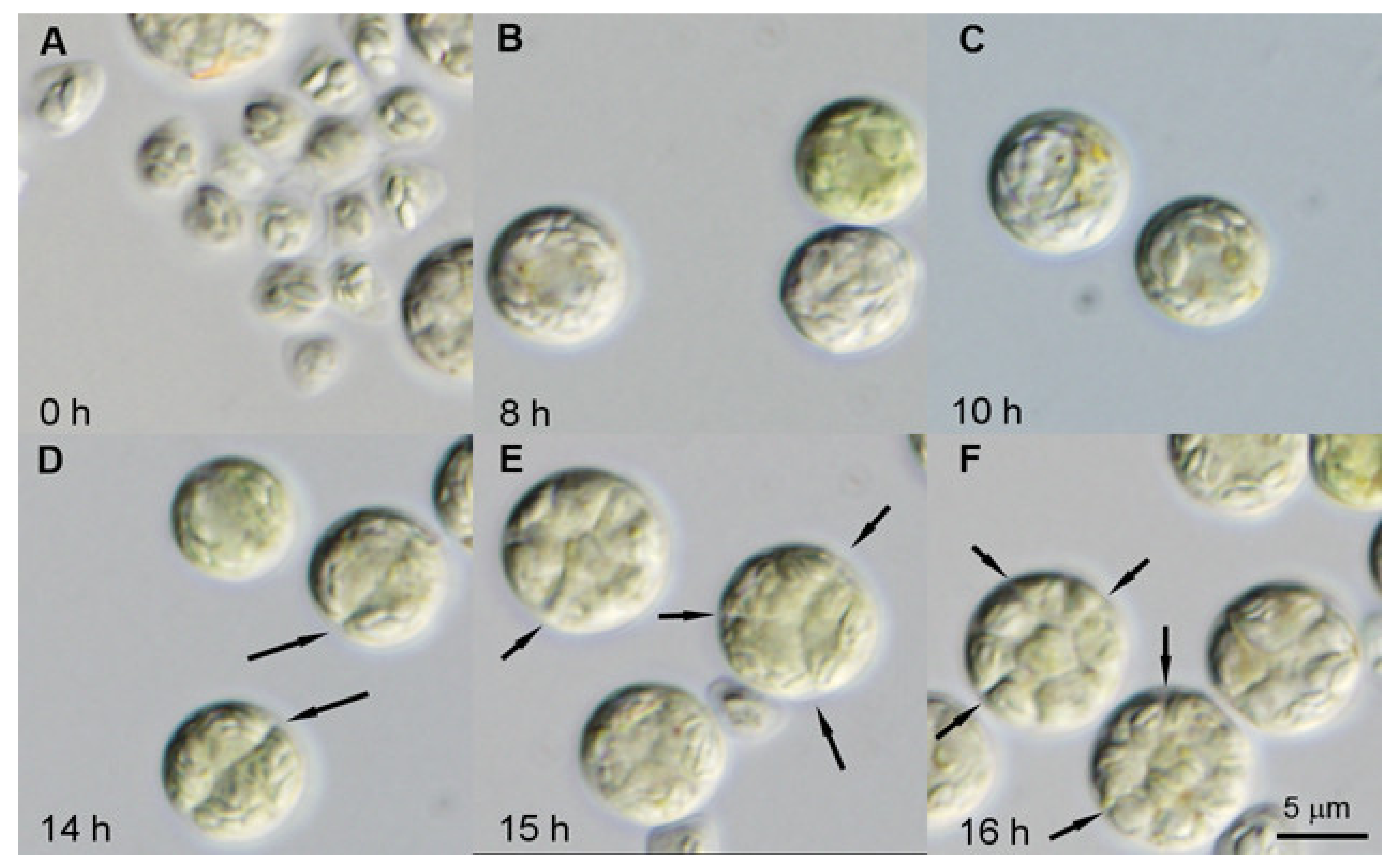 Biomolecules 11 00891 g003