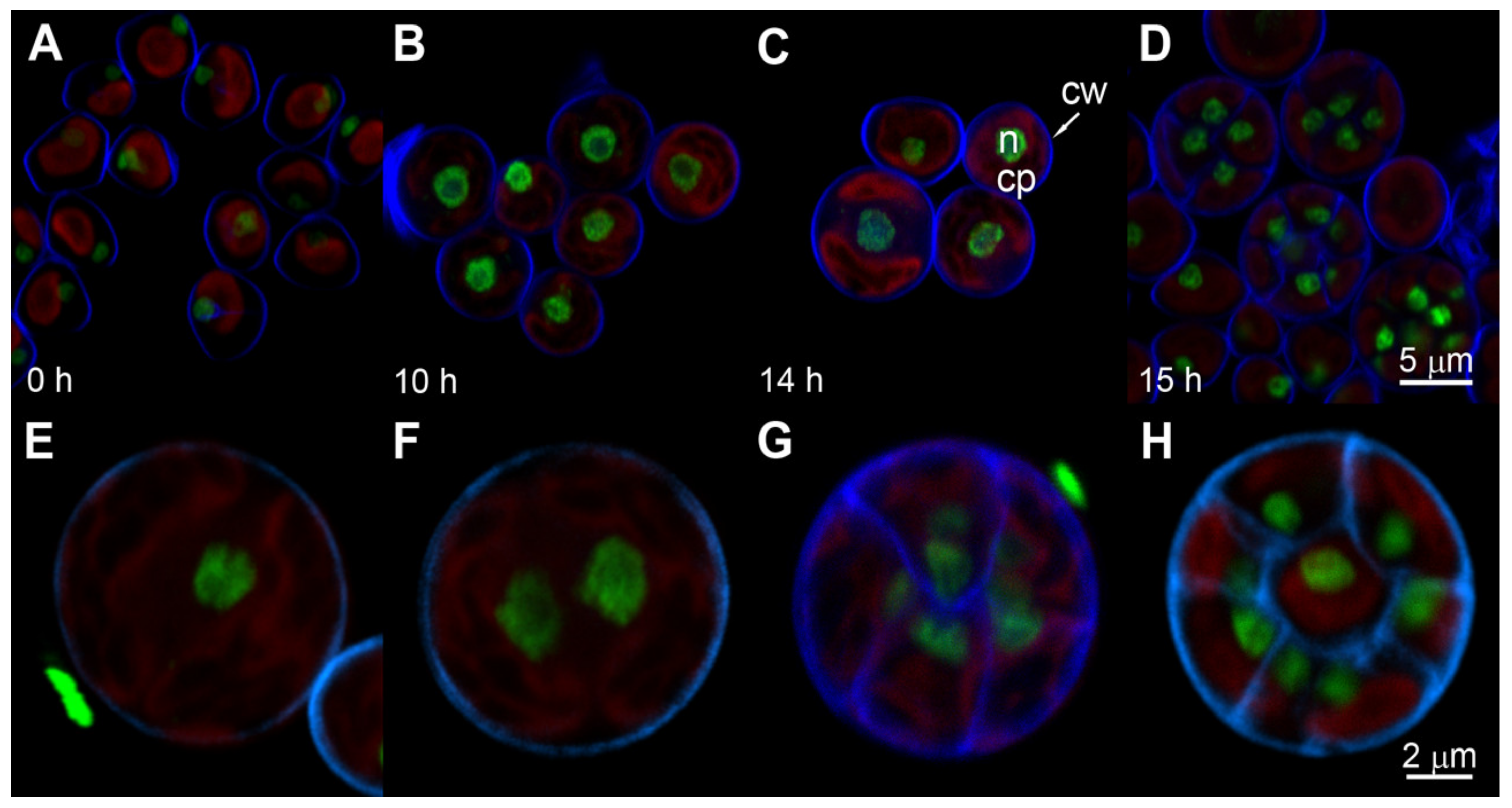 Biomolecules 11 00891 g004