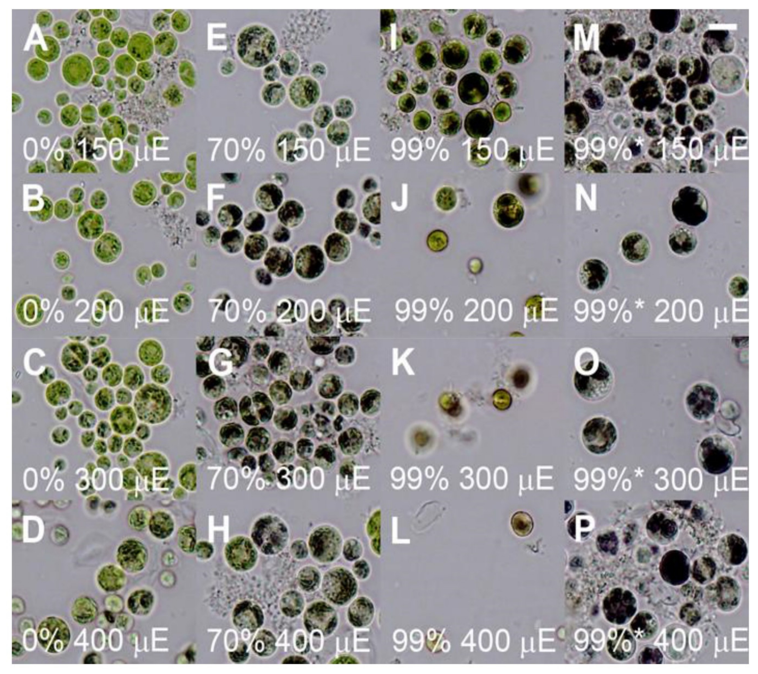 Biomolecules 11 00891 g009