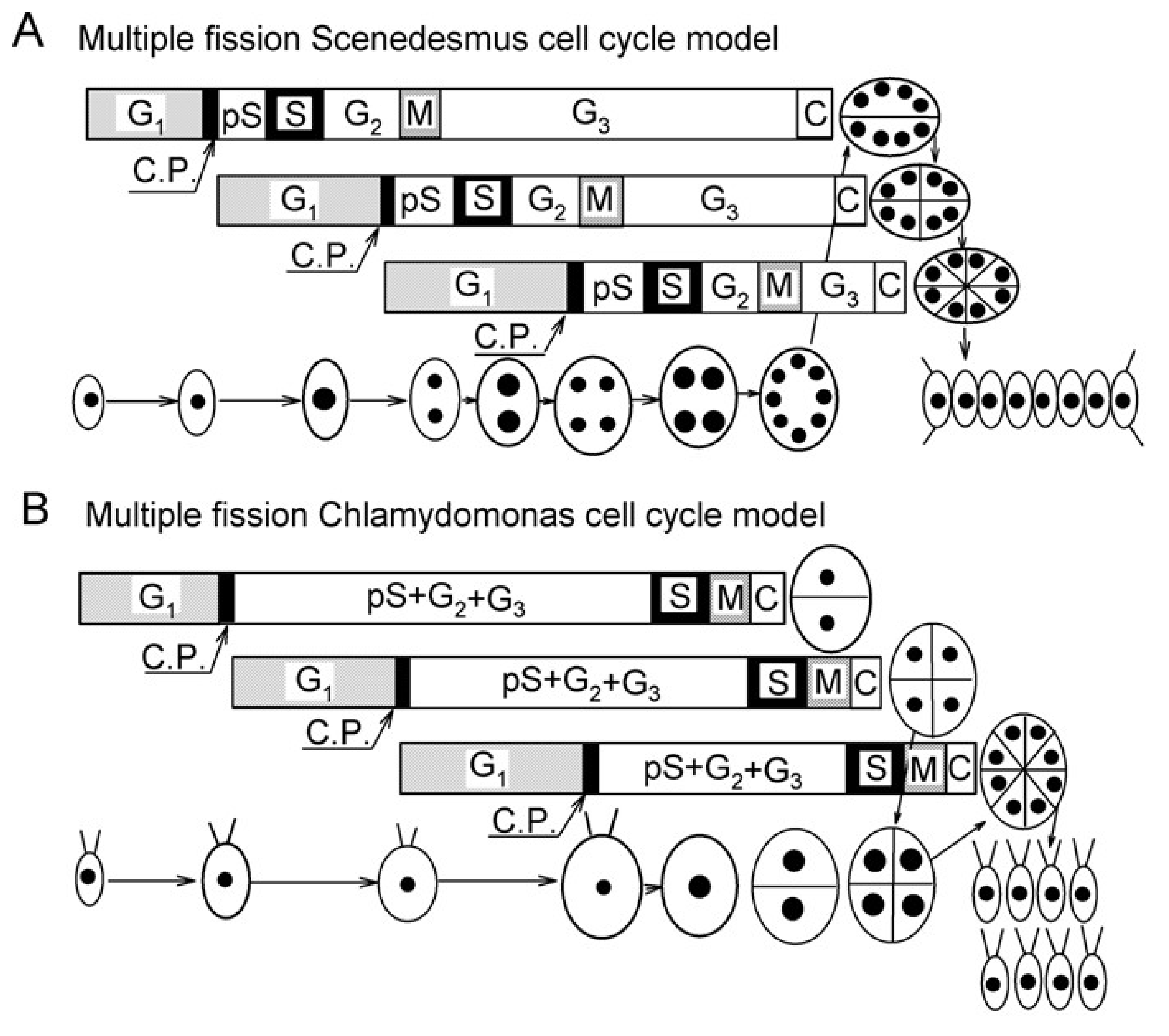 Biomolecules 11 00891 g010a