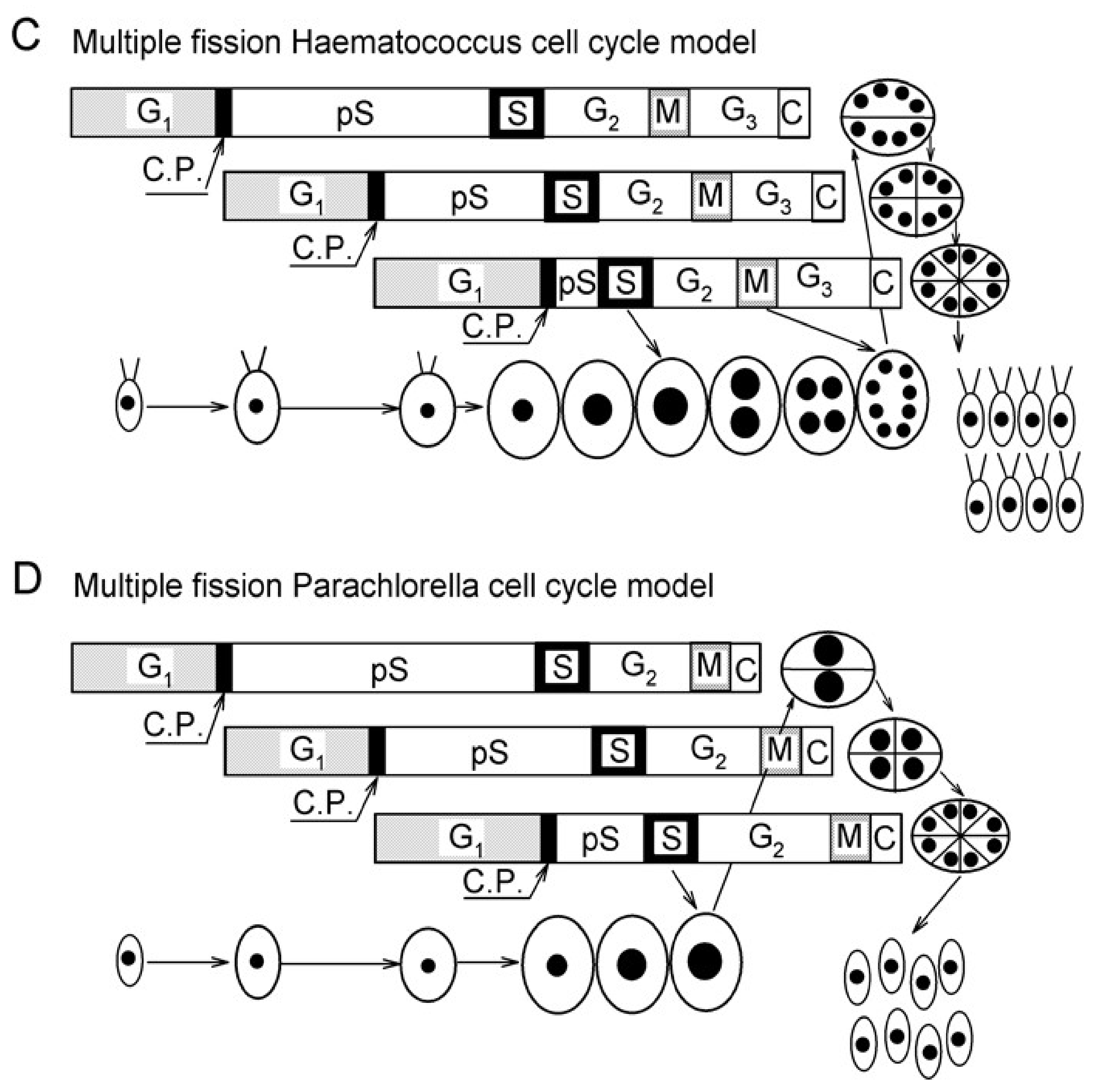 Biomolecules 11 00891 g010b