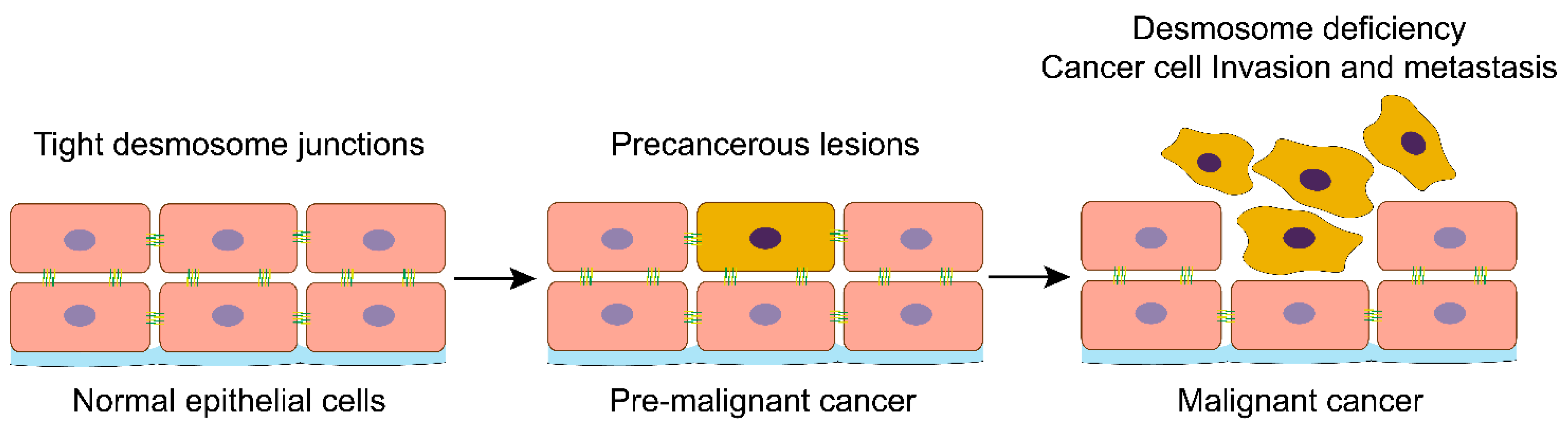 Biomolecules 11 00914 g001