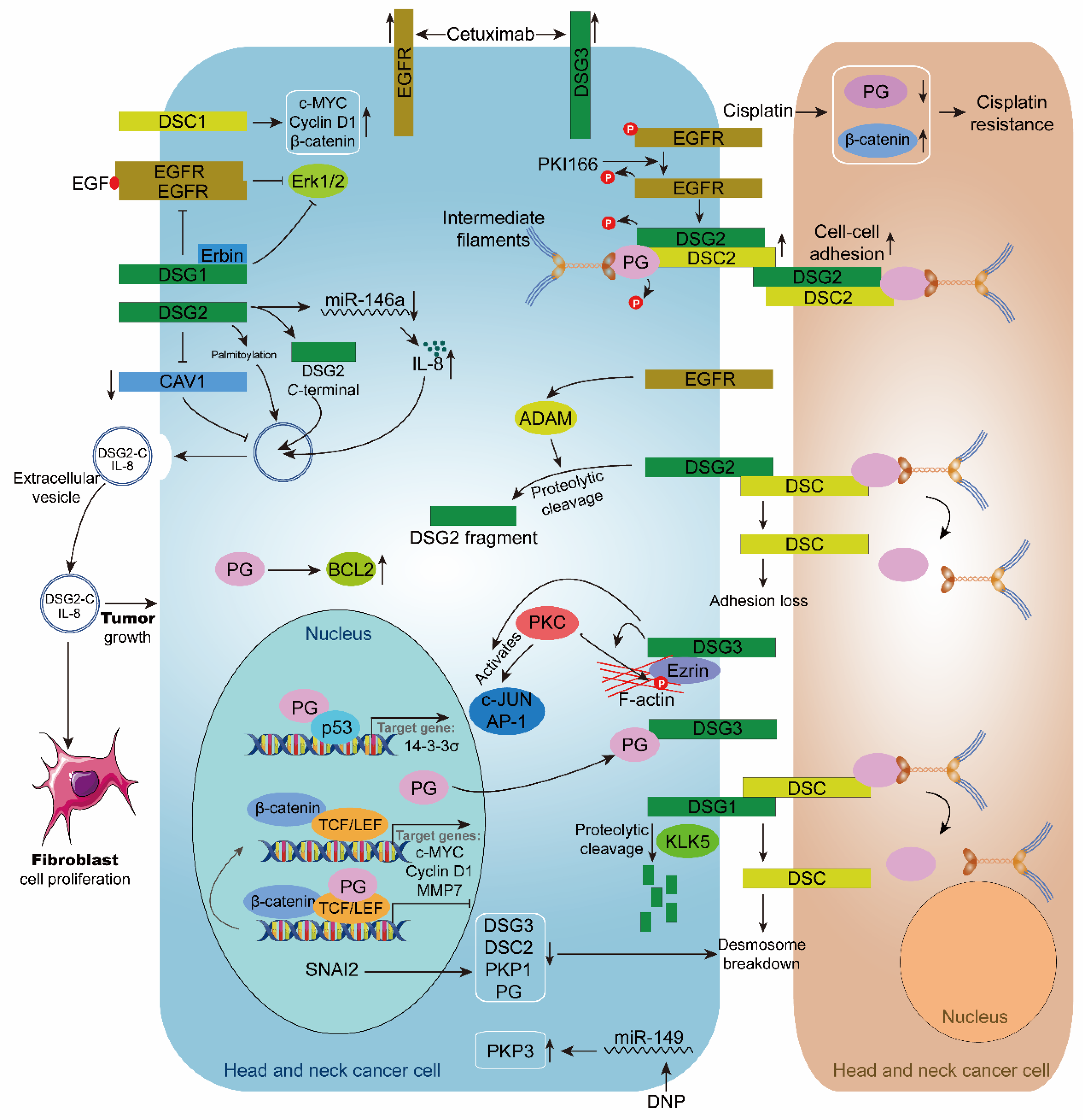 Biomolecules 11 00914 g003