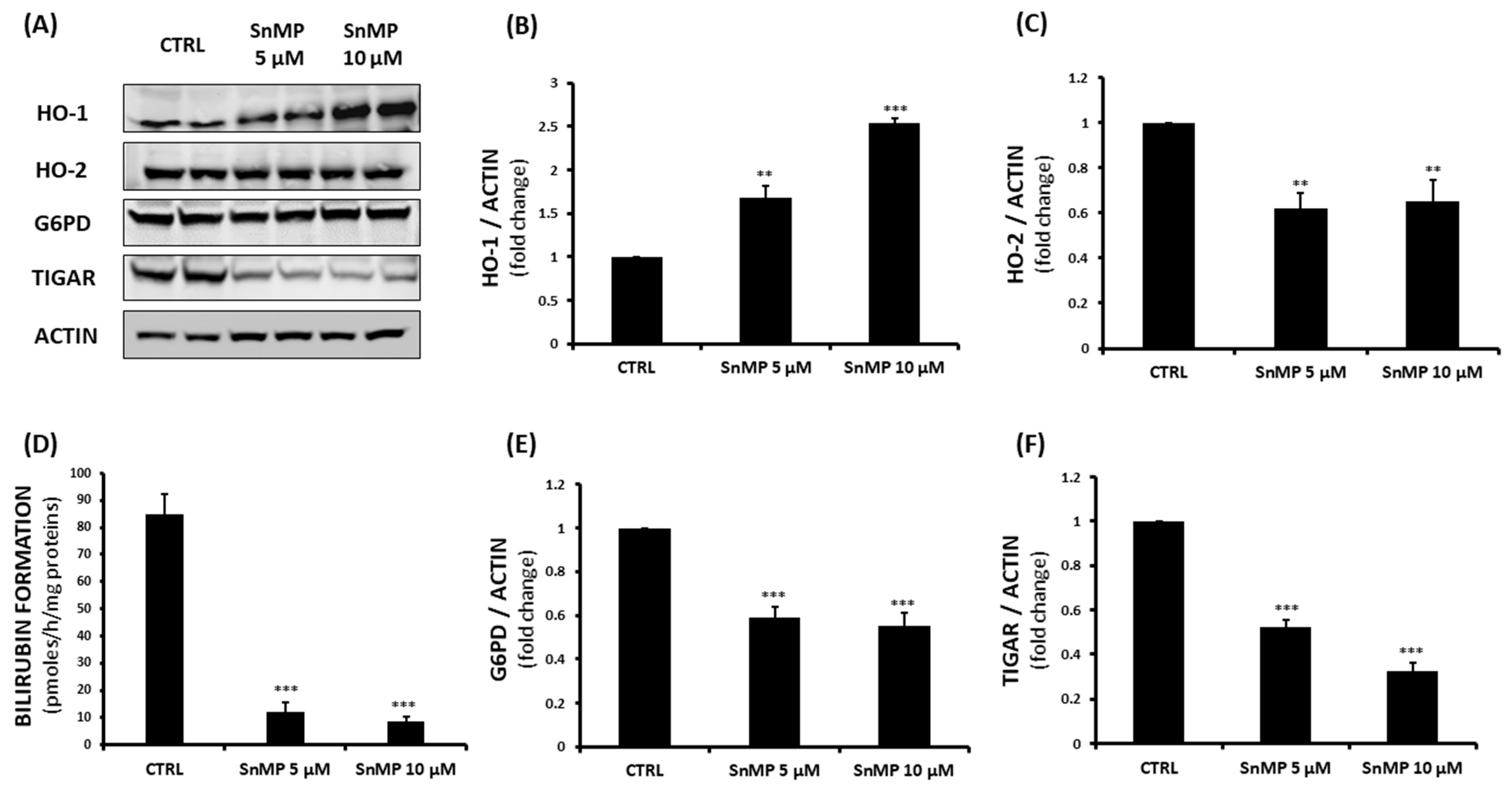 Biomolecules 11 00917 g002