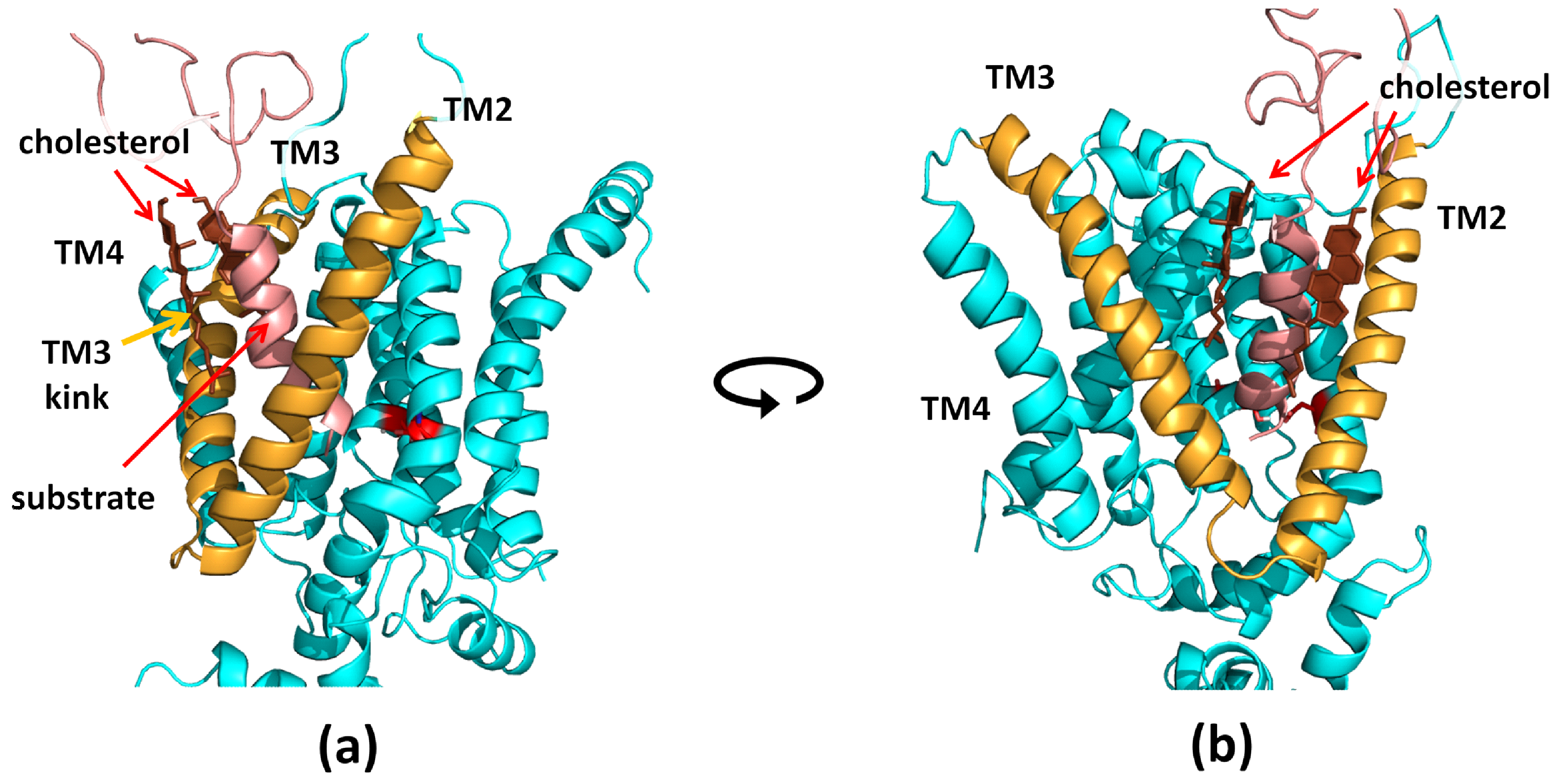 Biomolecules 11 00935 g006 Biomolecules 11 00935 g006