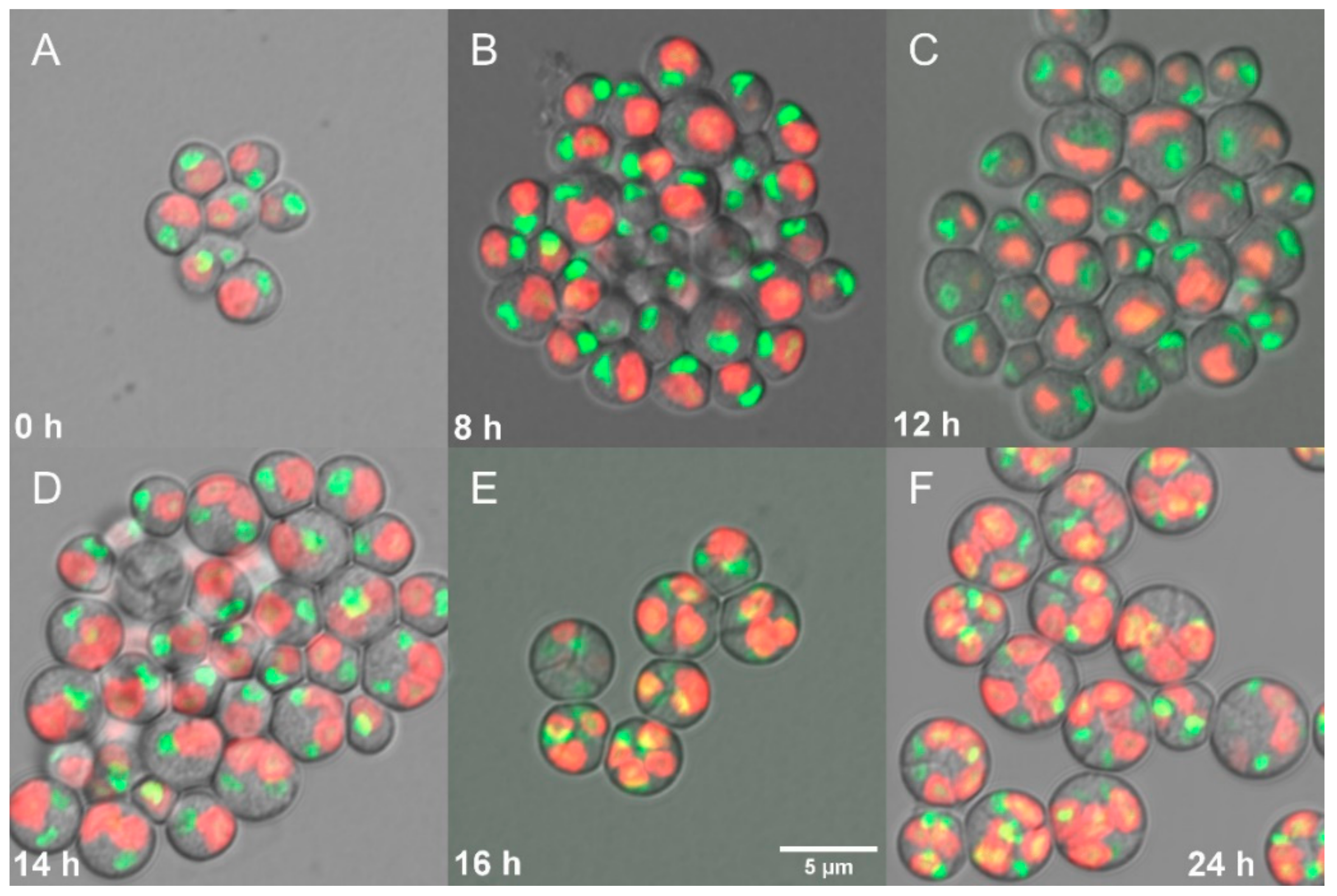 Biomolecules 11 00939 g005