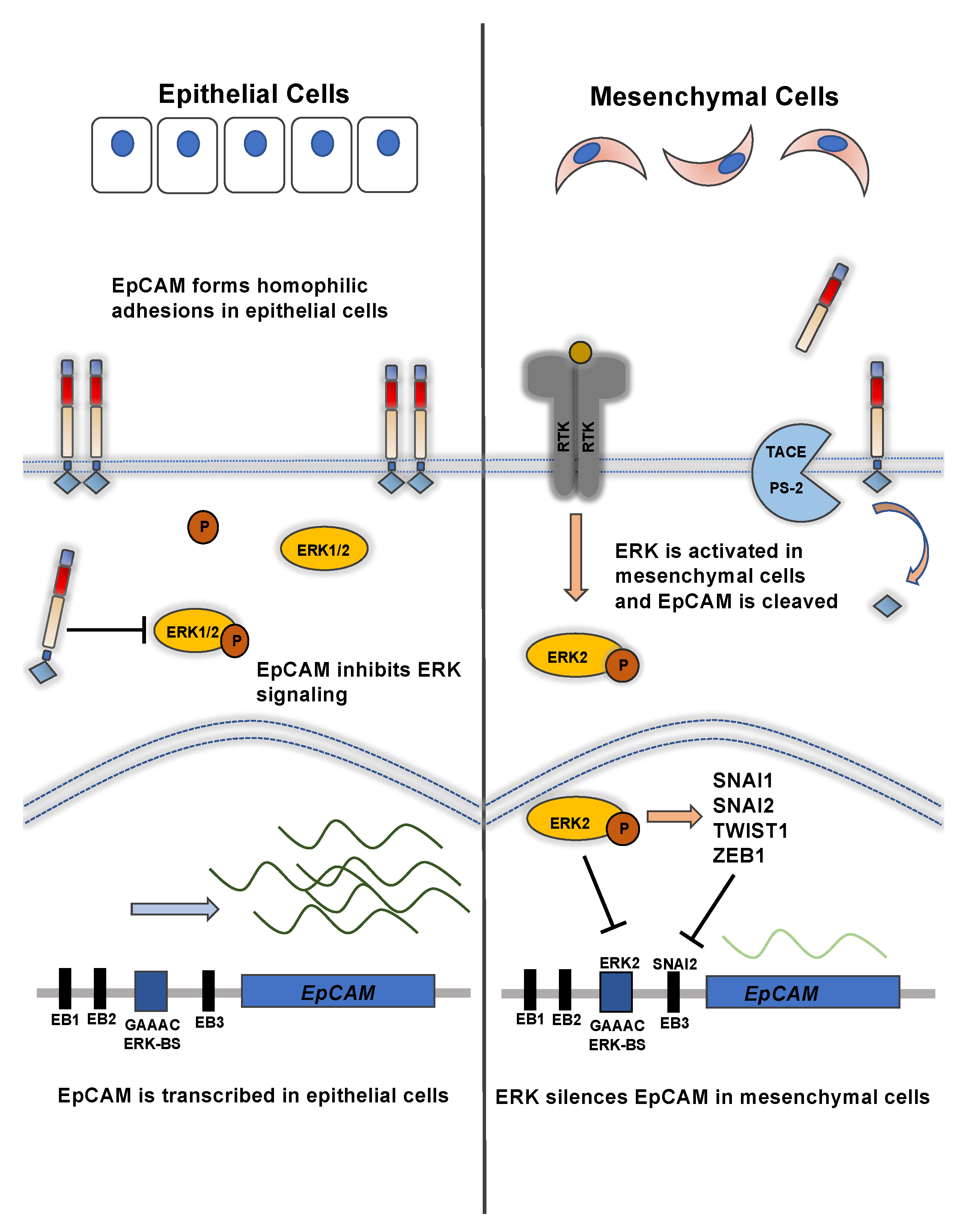 Biomolecules 11 00956 g002