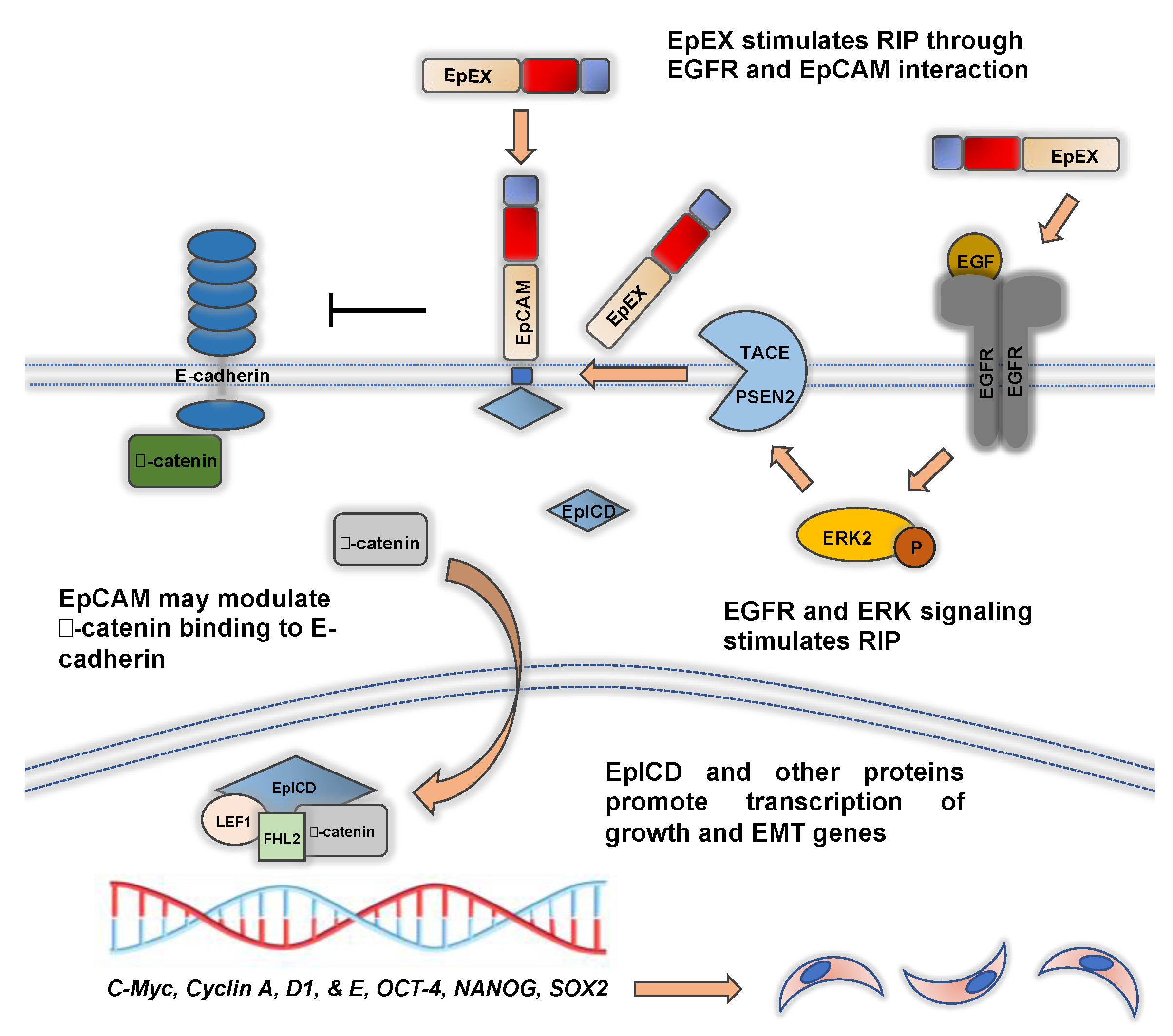 Biomolecules 11 00956 g003