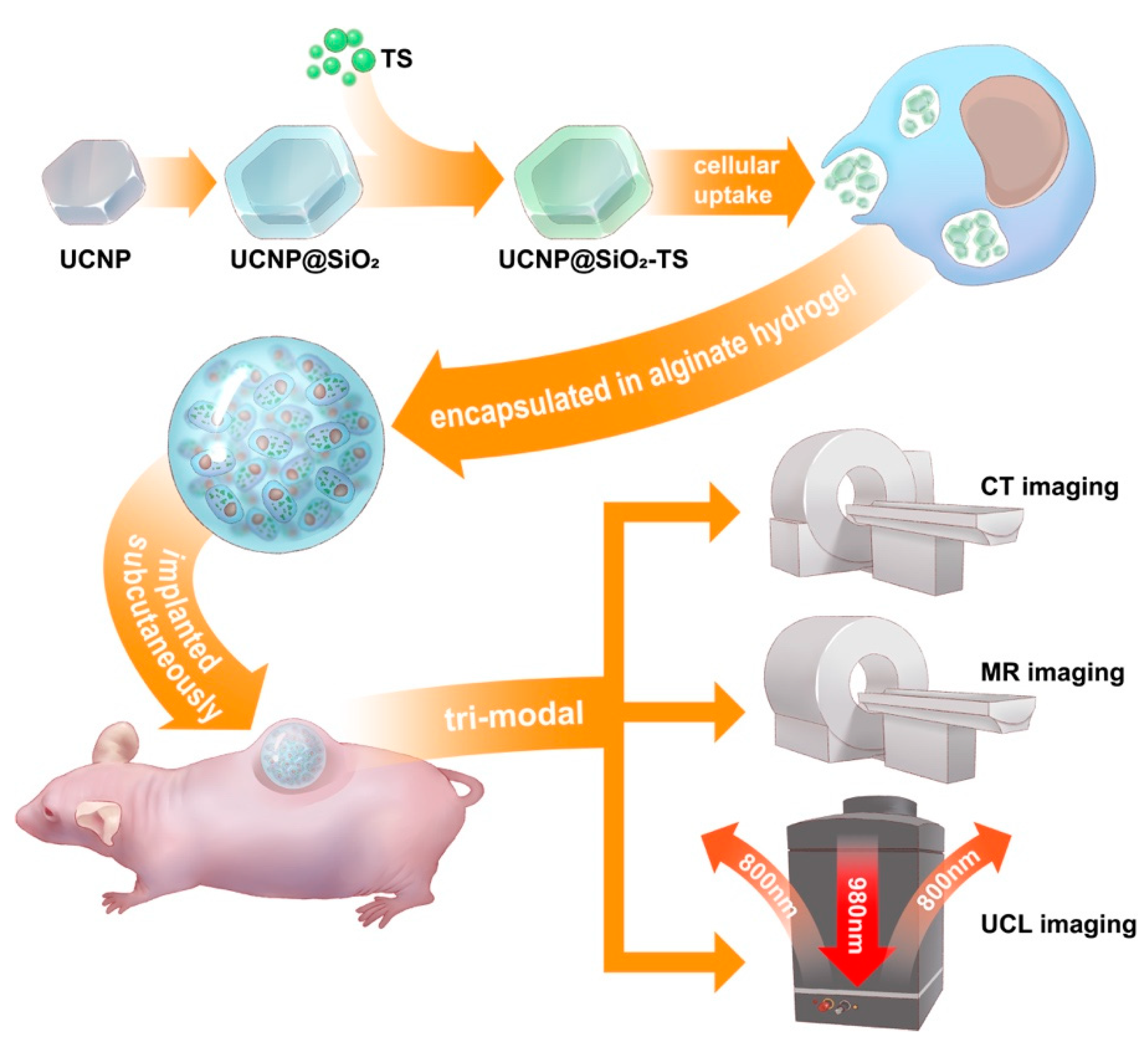 Biomolecules 11 00958 g001 Biomolecules 11 00958 g001