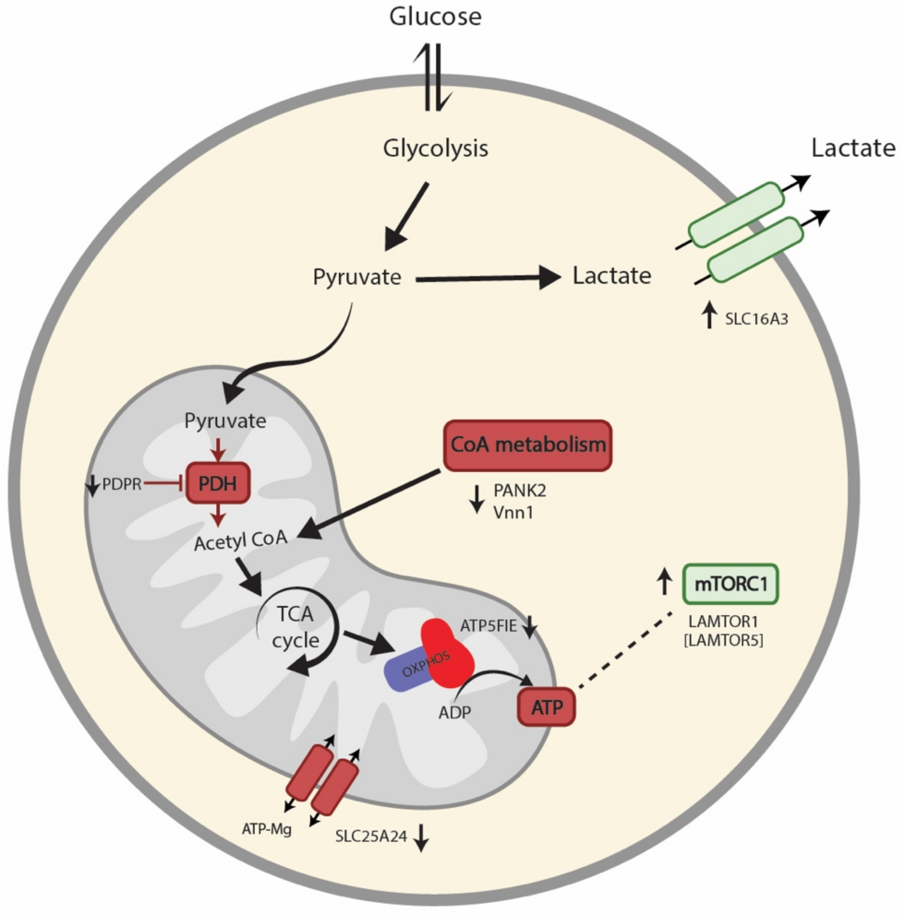 Biomolecules 11 00961 g004 Biomolecules 11 00961 g004