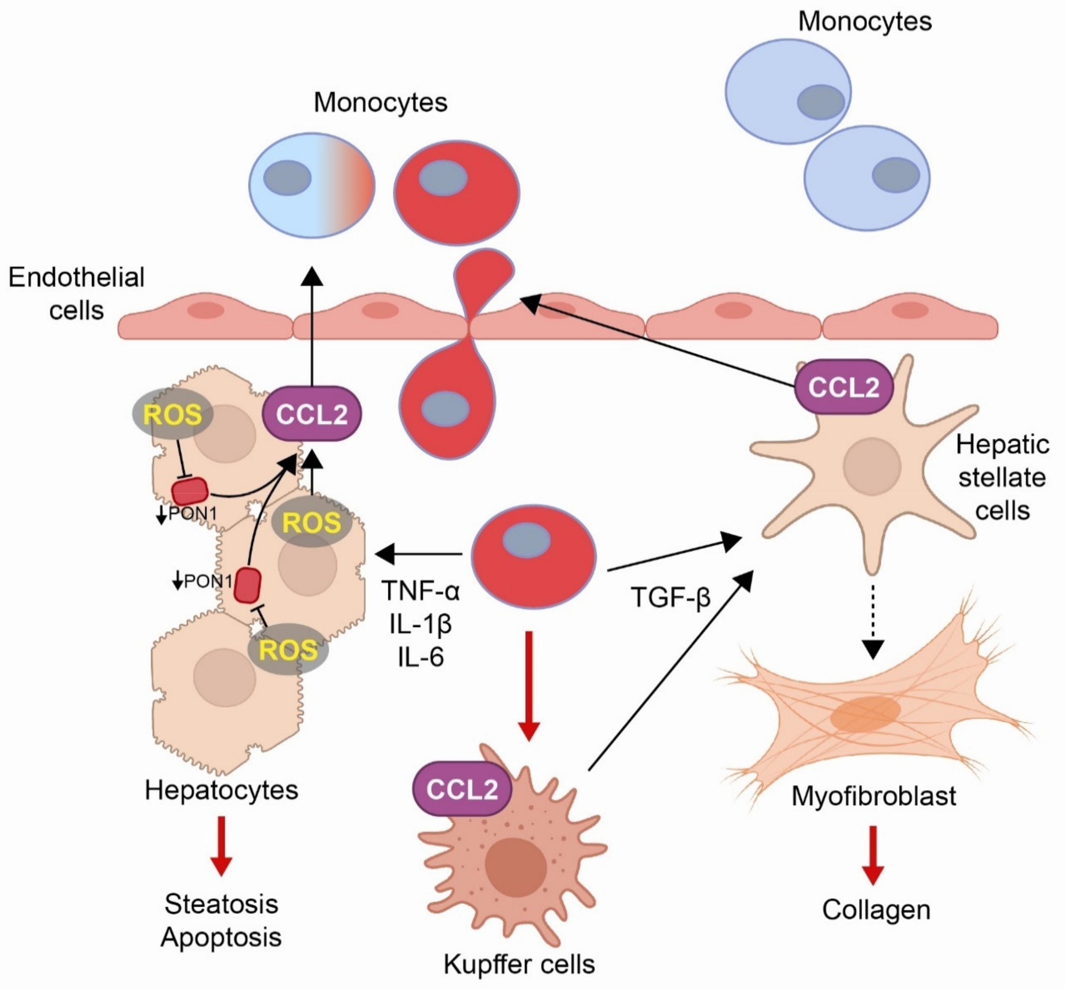 Biomolecules 11 00971 g002