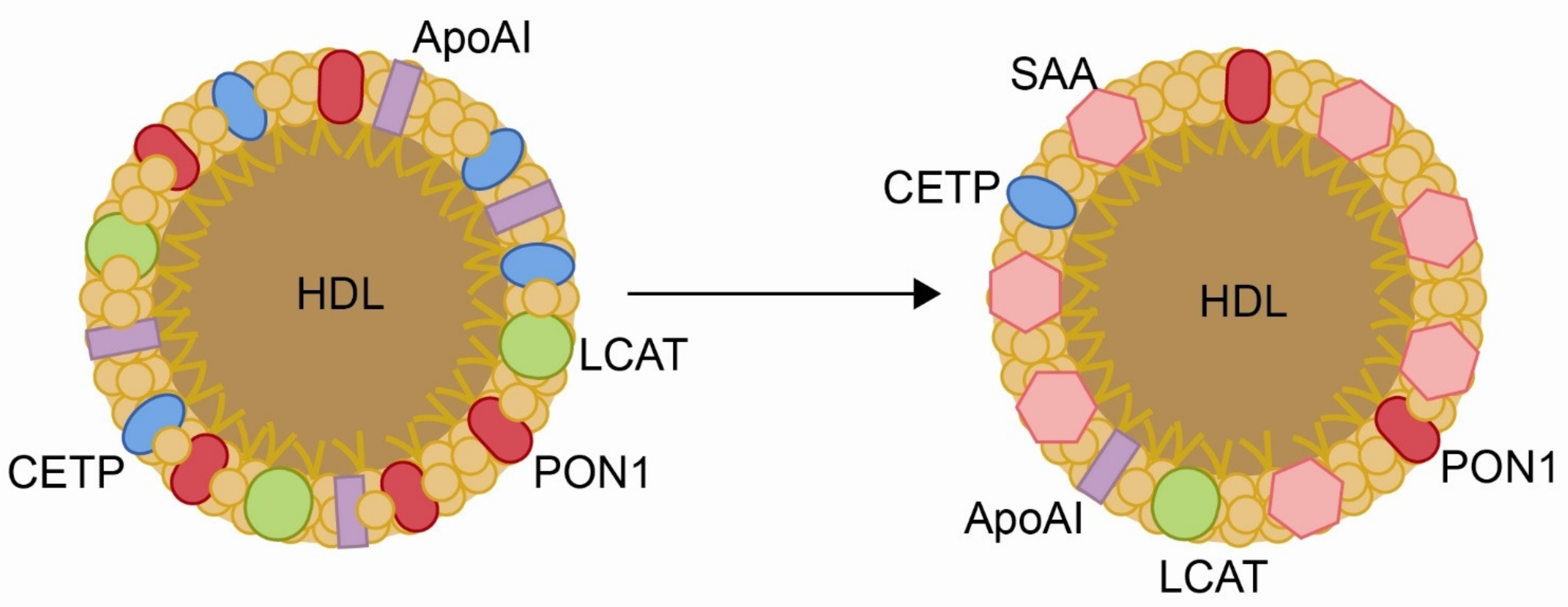 Biomolecules 11 00971 g003