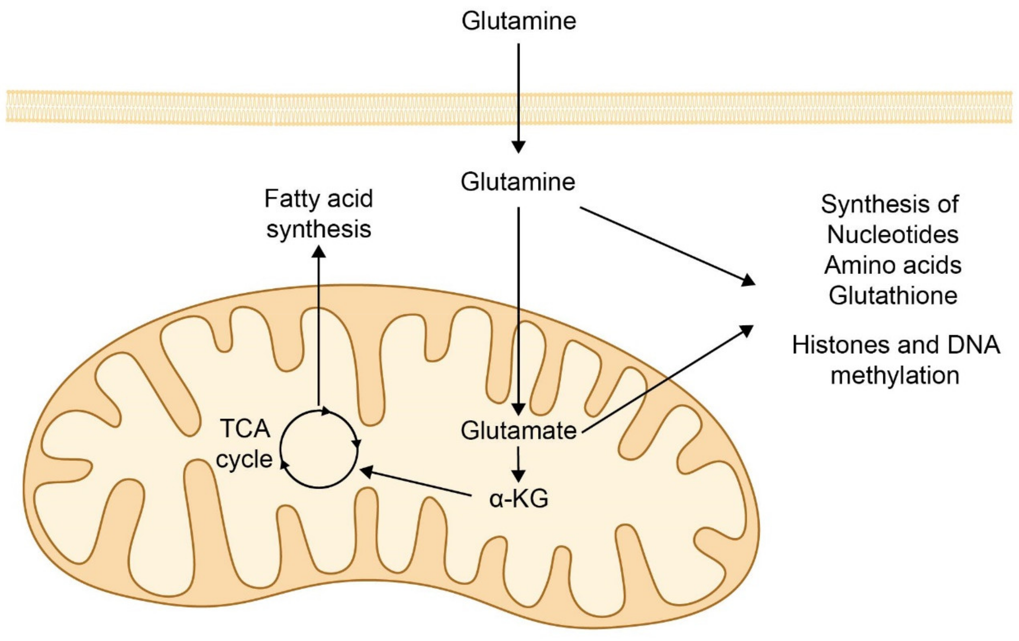 Biomolecules 11 00971 g004