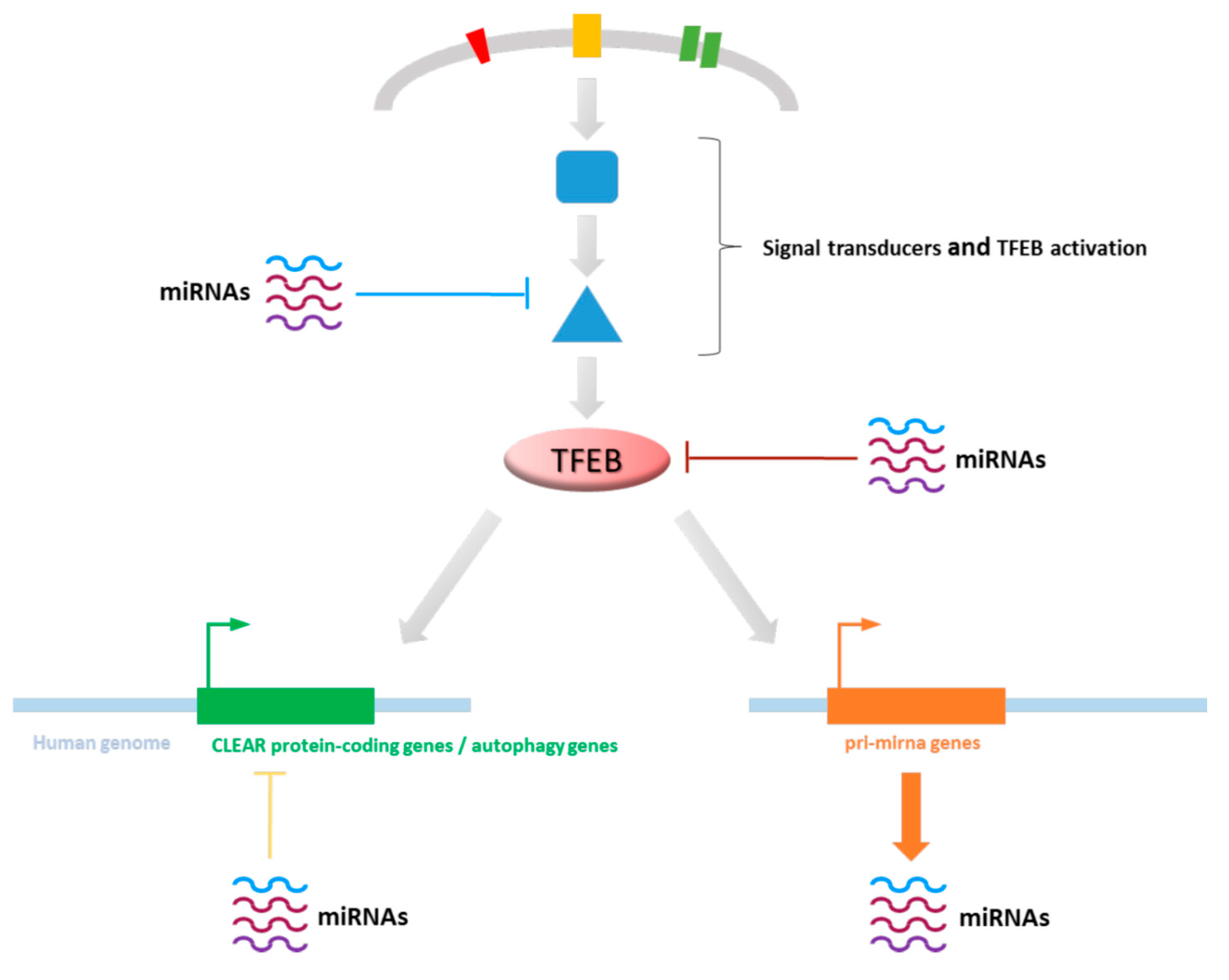 Biomolecules 11 00985 g003 Biomolecules 11 00985 g003