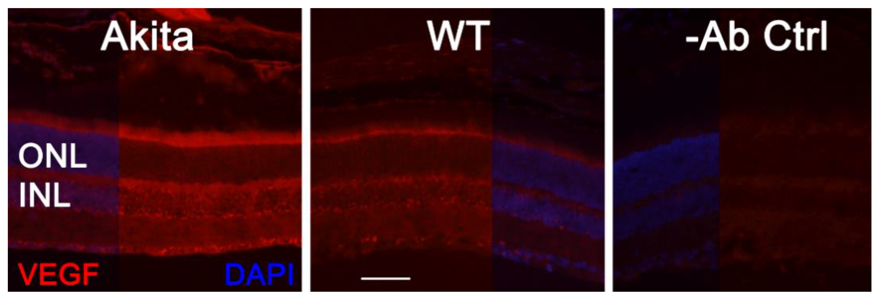 Biomolecules 11 00988 g005 Biomolecules 11 00988 g005