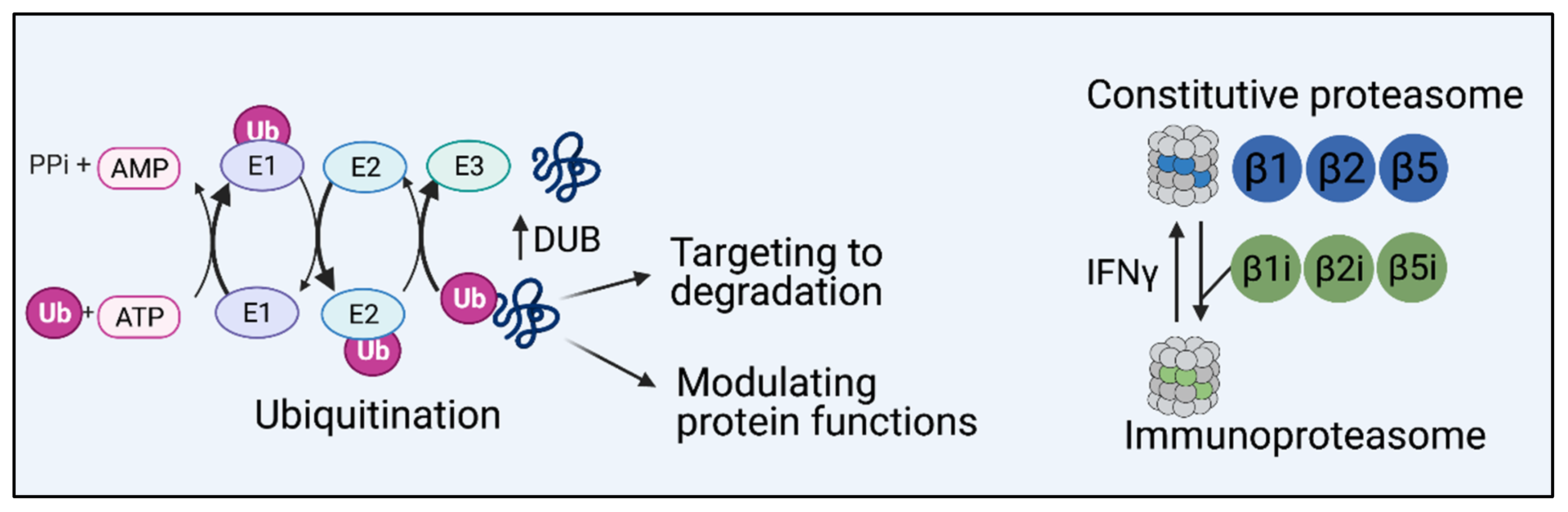 Biomolecules 11 00989 g001 Biomolecules 11 00989 g001