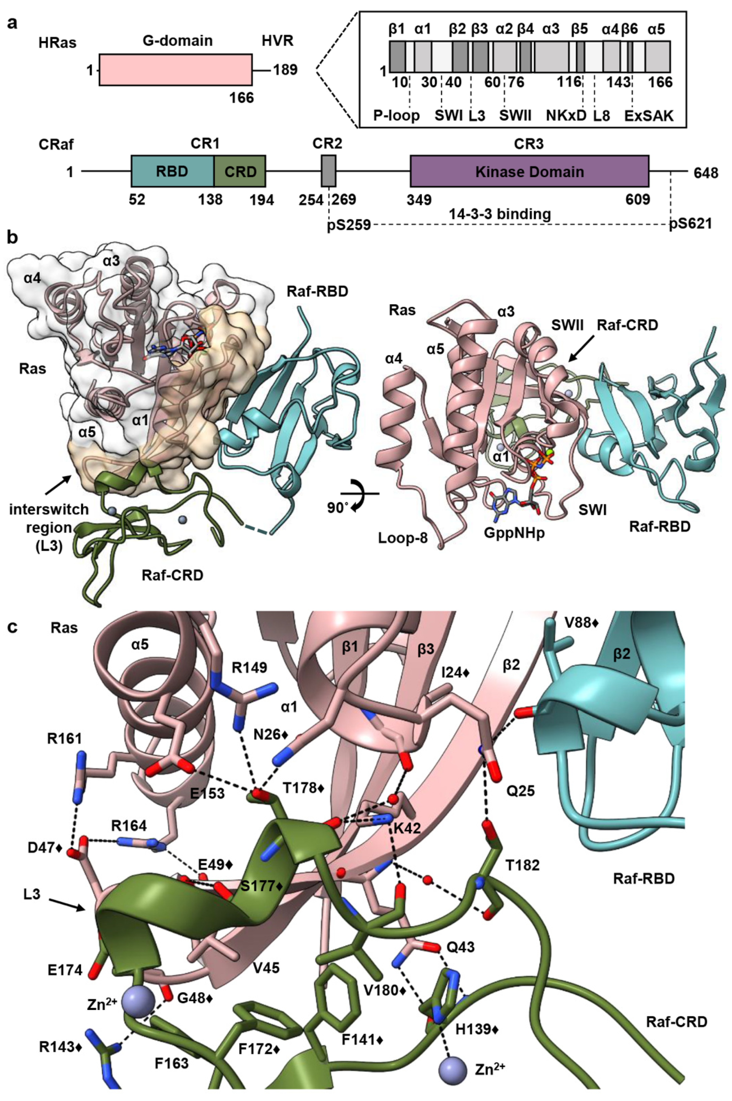 Biomolecules 11 00996 g001 Biomolecules 11 00996 g001